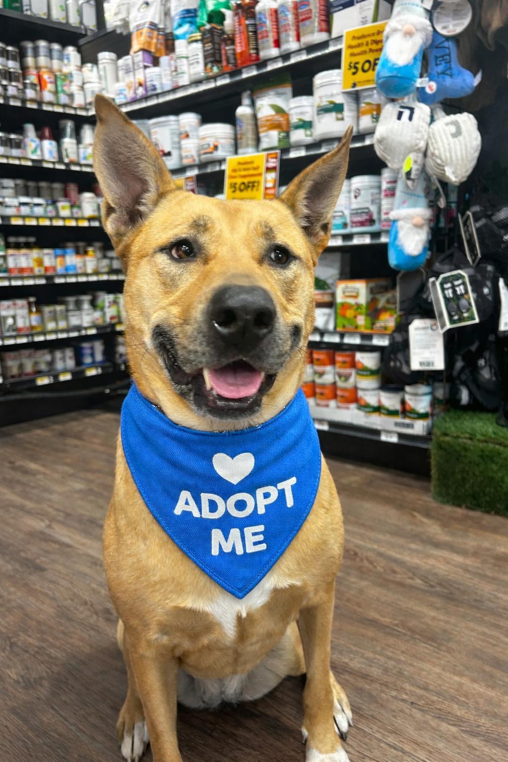 Enlarge Sunny, a Adoptable mixed breed in Euless, TX image 3/3