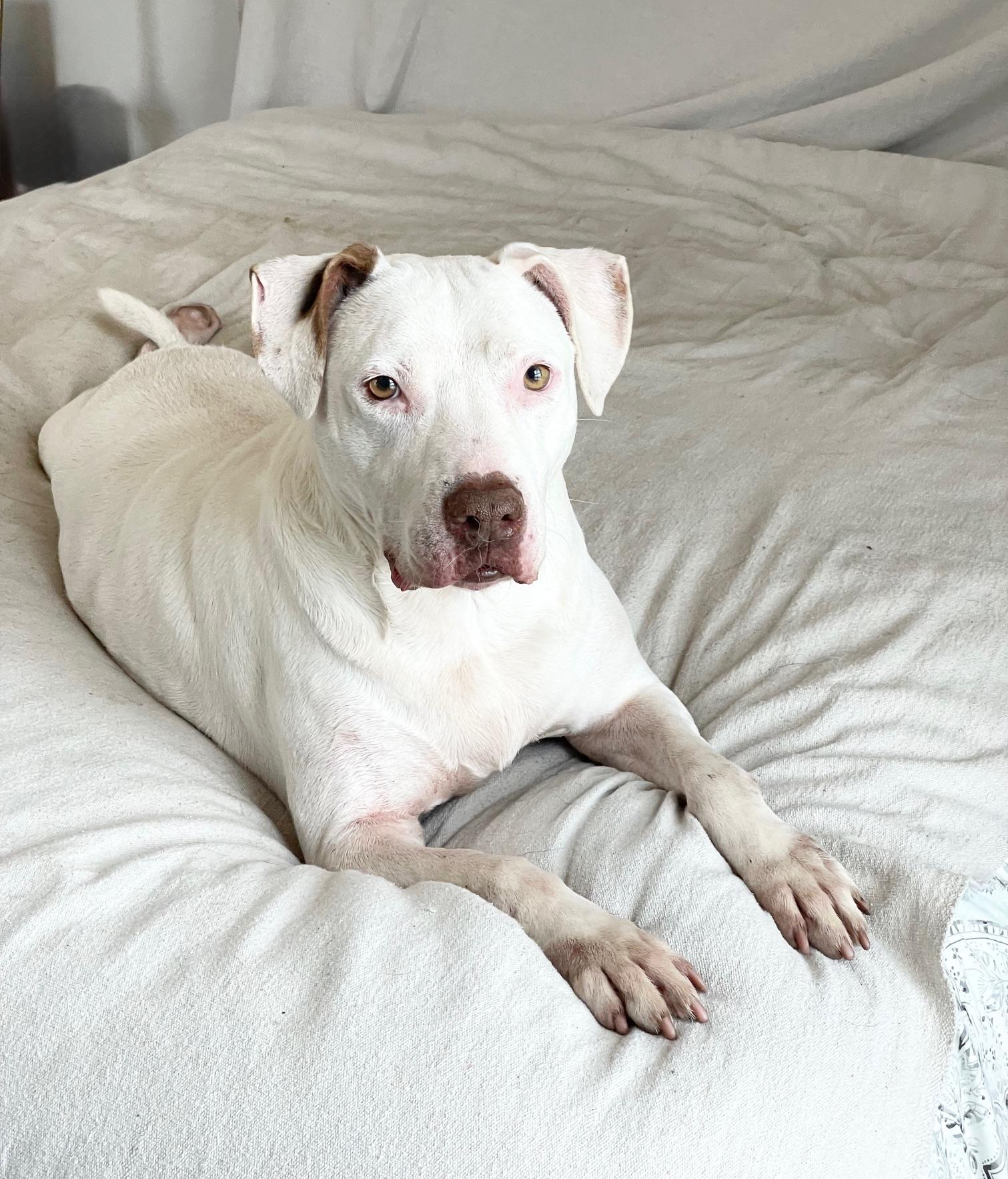 urgent Snow White, a ADOPTABLE mixed breed in West Hartford , CT image 1/5