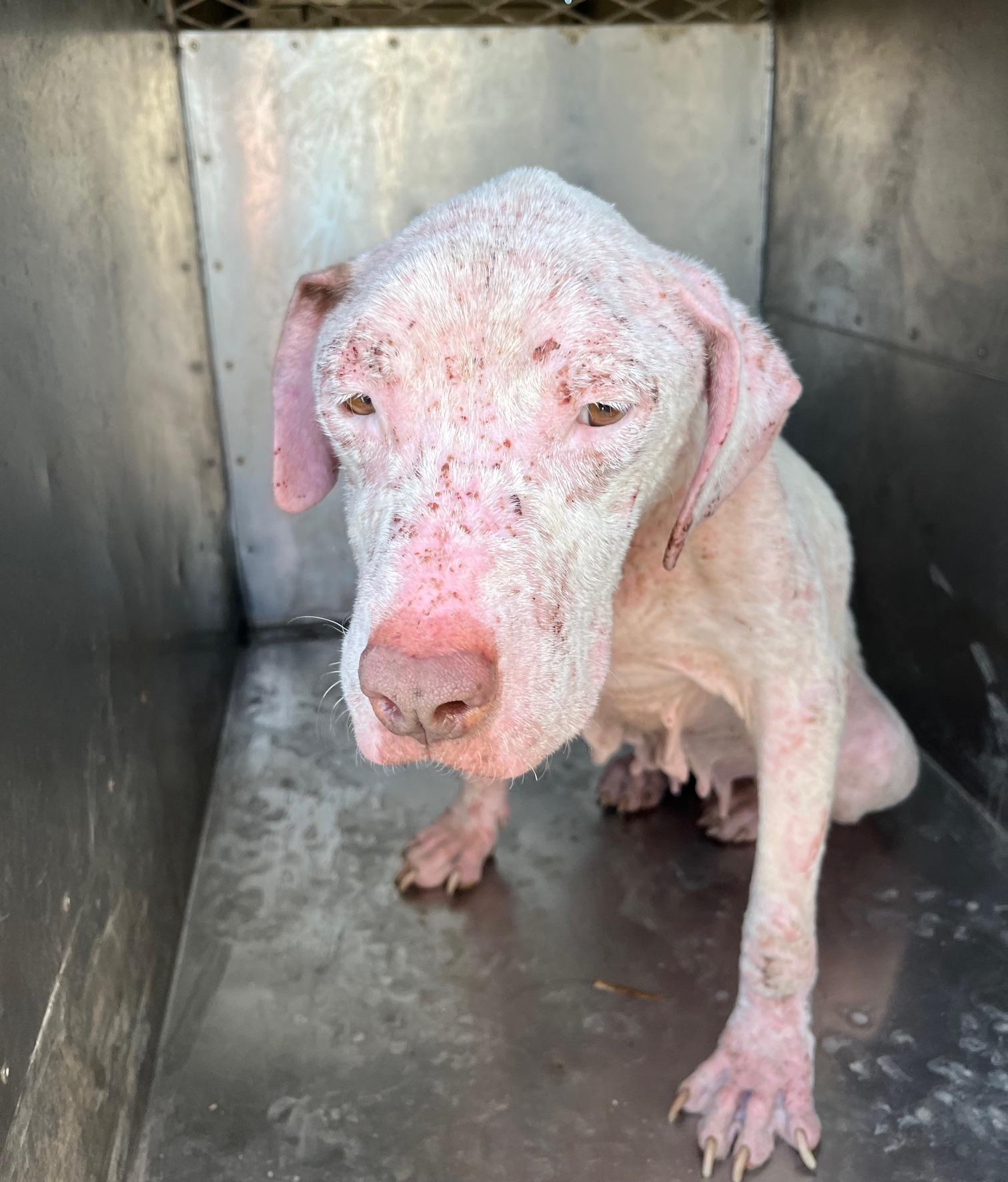 urgent Snow White, a ADOPTABLE mixed breed in West Hartford , CT image 2/5