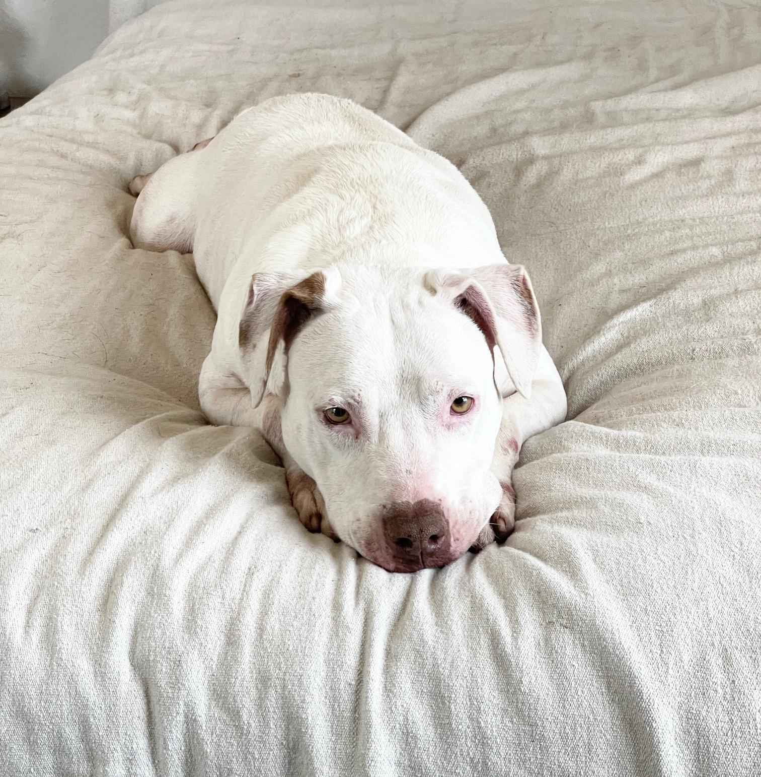 urgent Snow White, a ADOPTABLE mixed breed in West Hartford , CT image 3/5