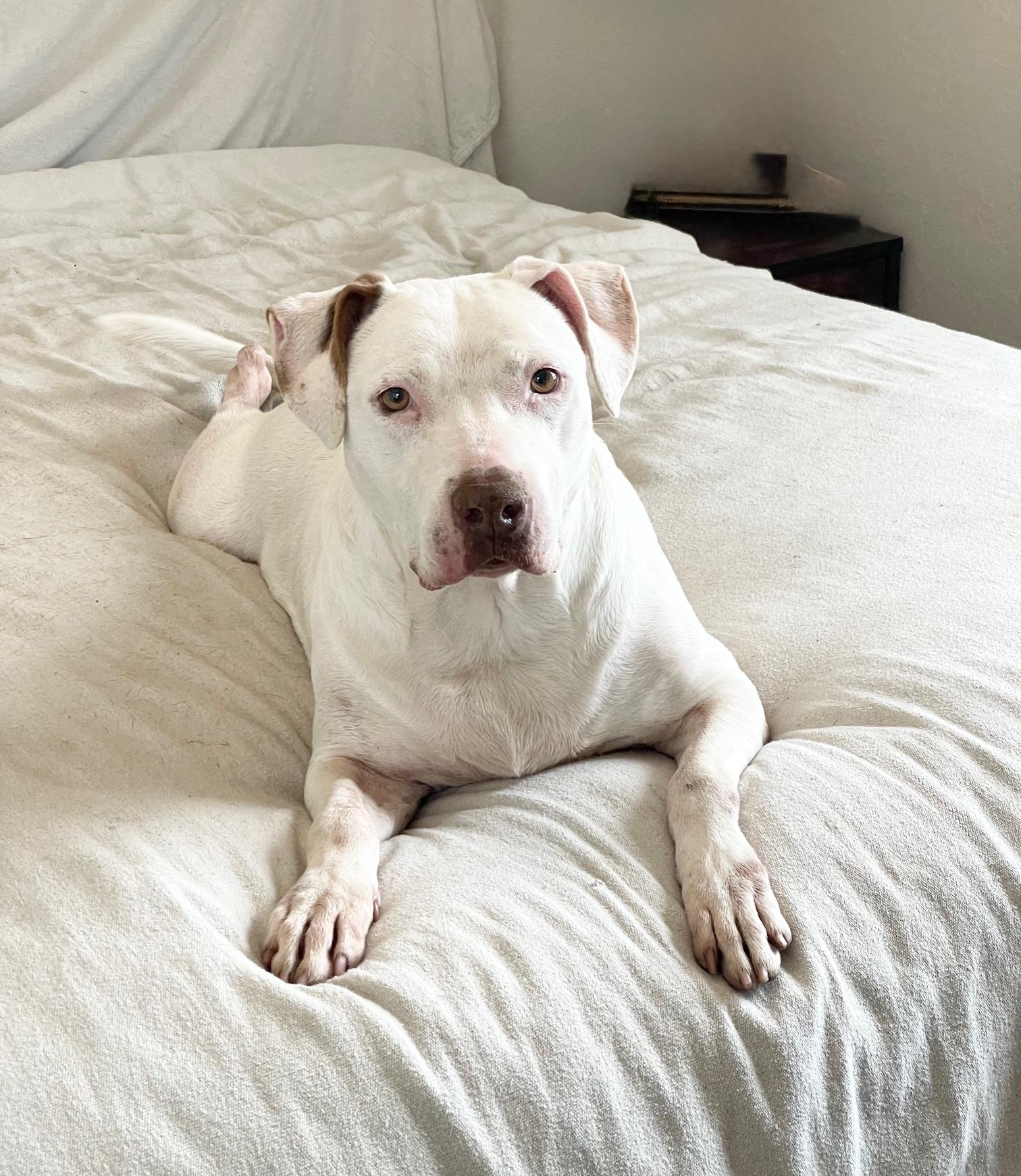 urgent Snow White, a ADOPTABLE mixed breed in West Hartford , CT image 4/5