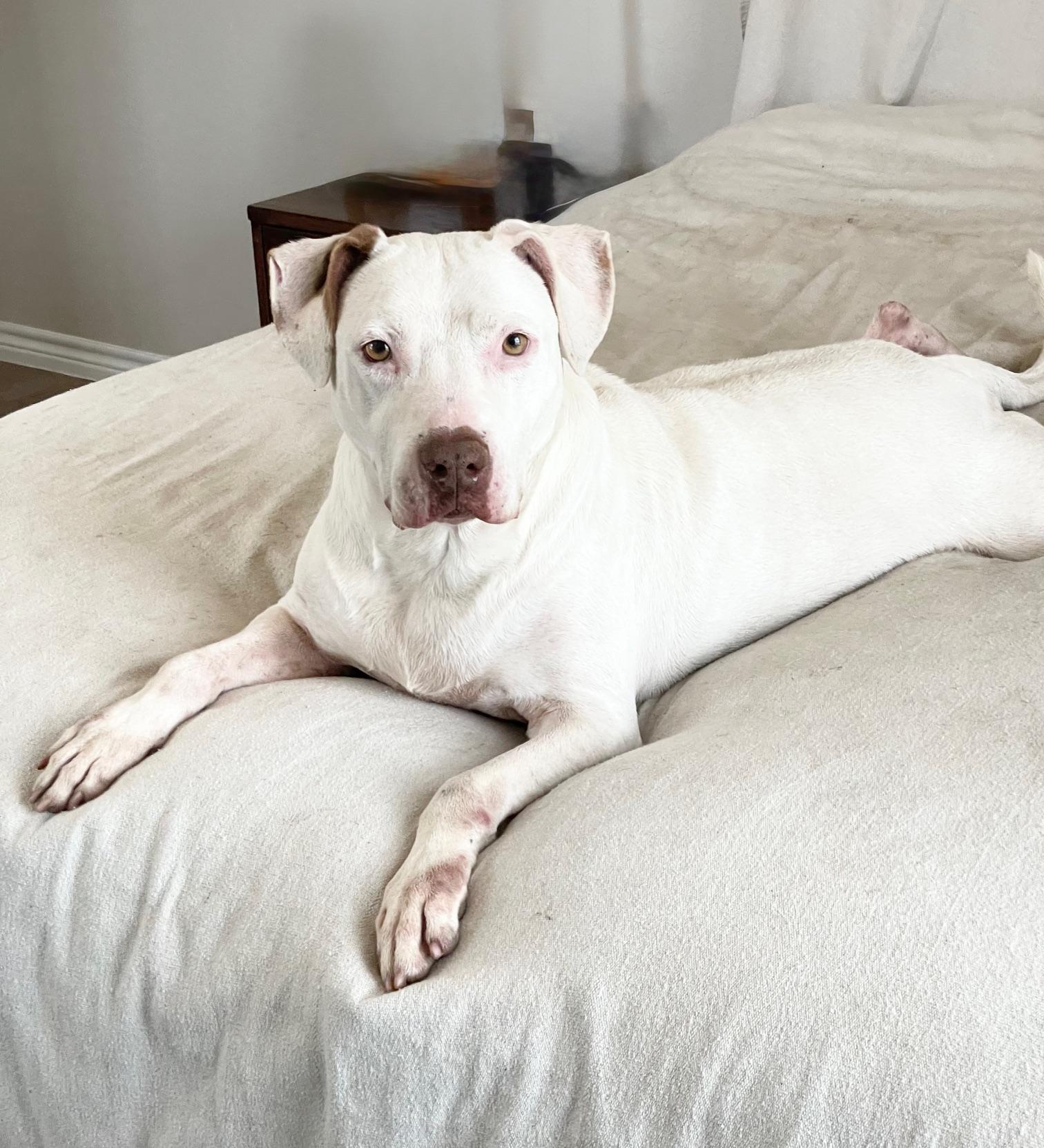 urgent Snow White, a ADOPTABLE mixed breed in West Hartford , CT image 5/5