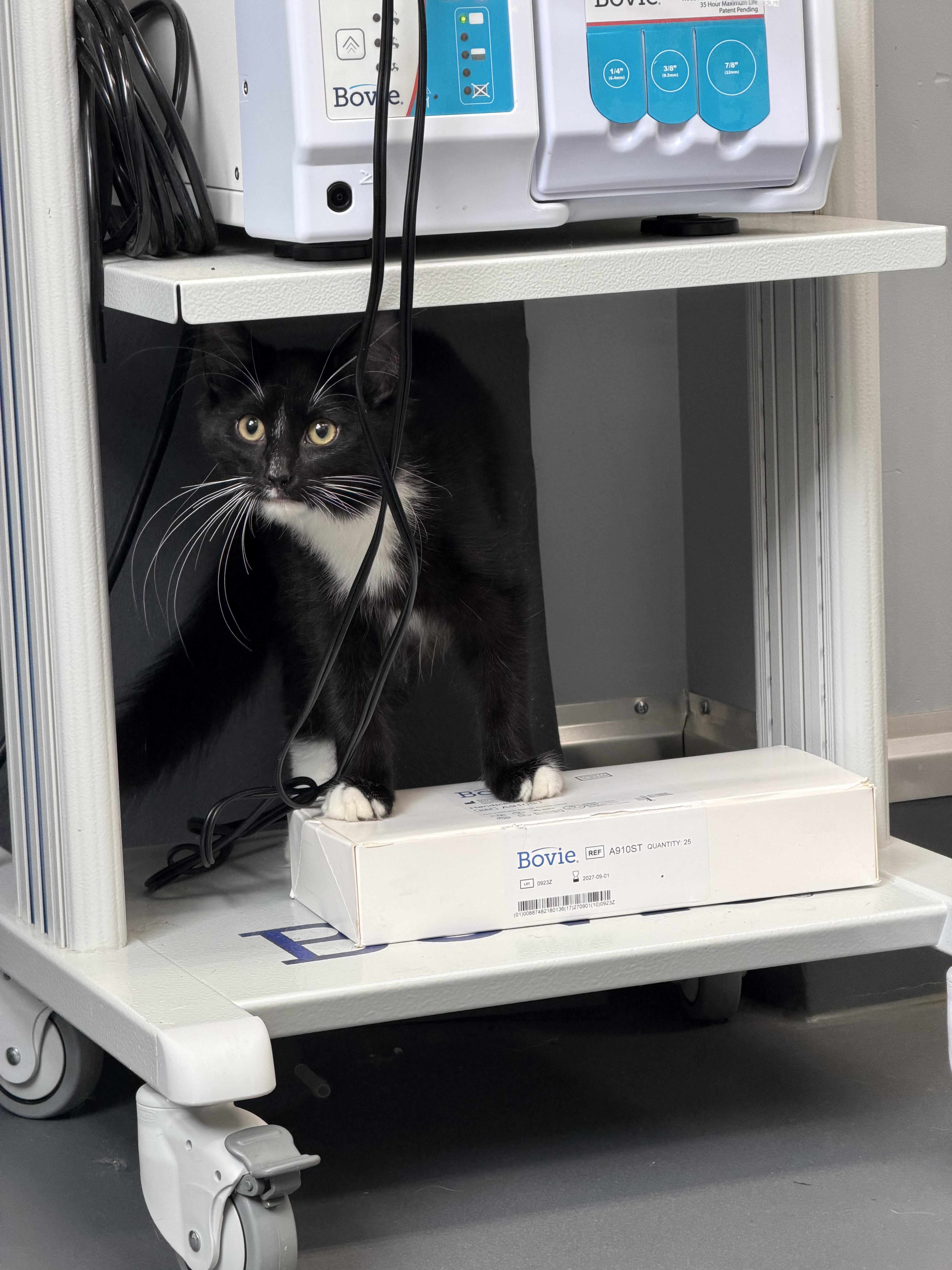 Enlarge John (BC), a Adopted Domestic Long Hair in Simpsonville, SC image 3/3