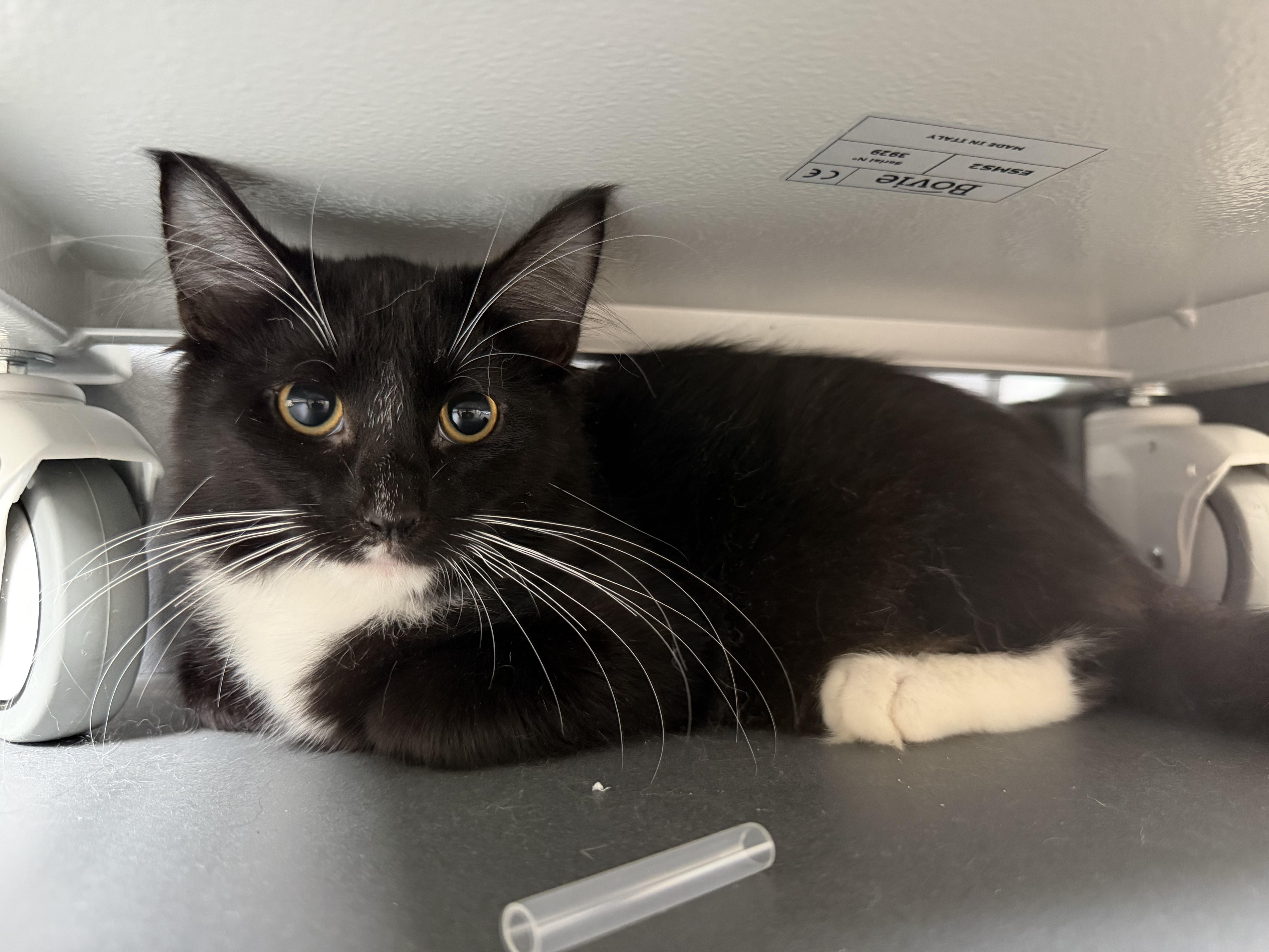 Enlarge John (BC), a Adopted Domestic Long Hair in Simpsonville, SC image 1/3