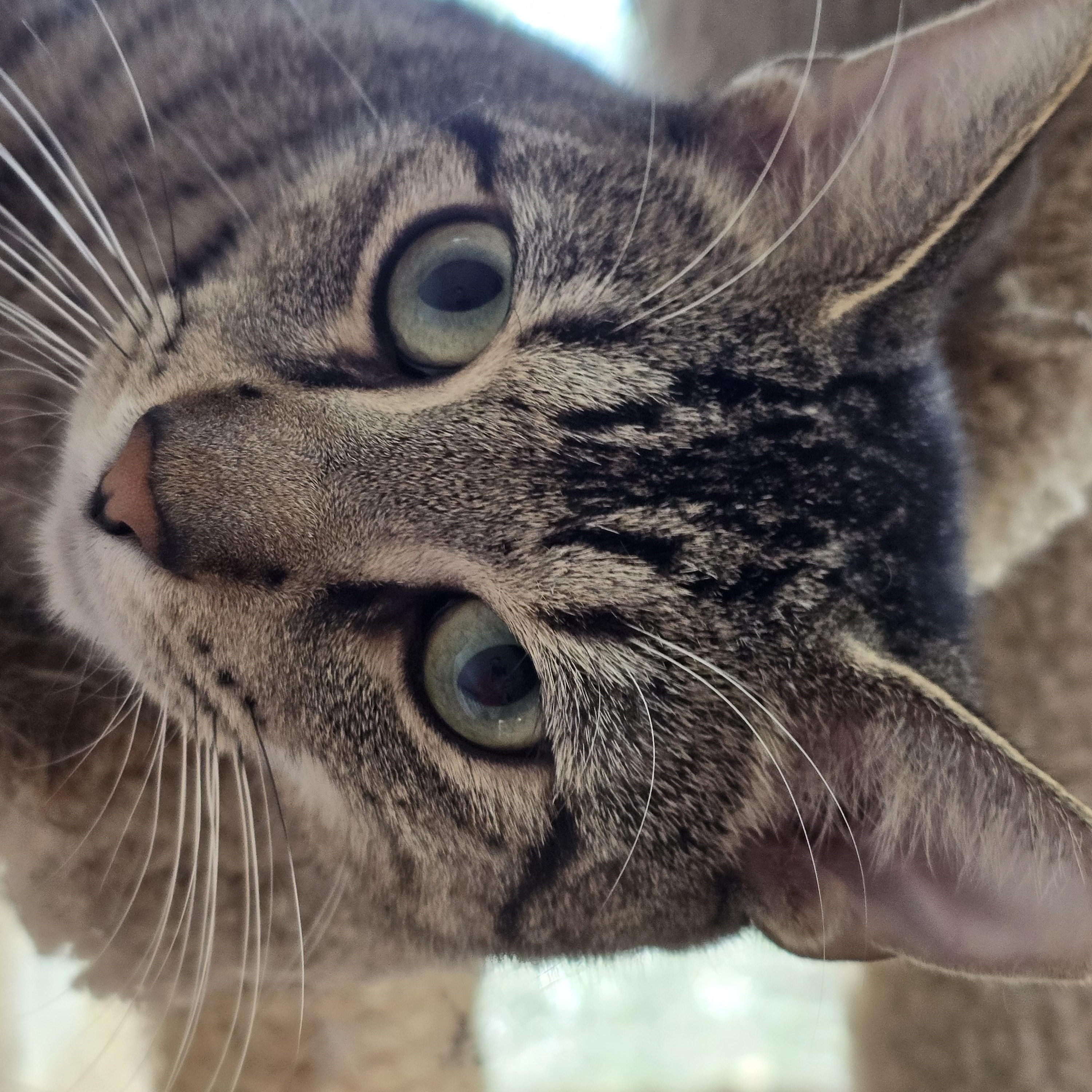 Enlarge Link, a ADOPTABLE Domestic Short Hair in Spring, TX image 1/1