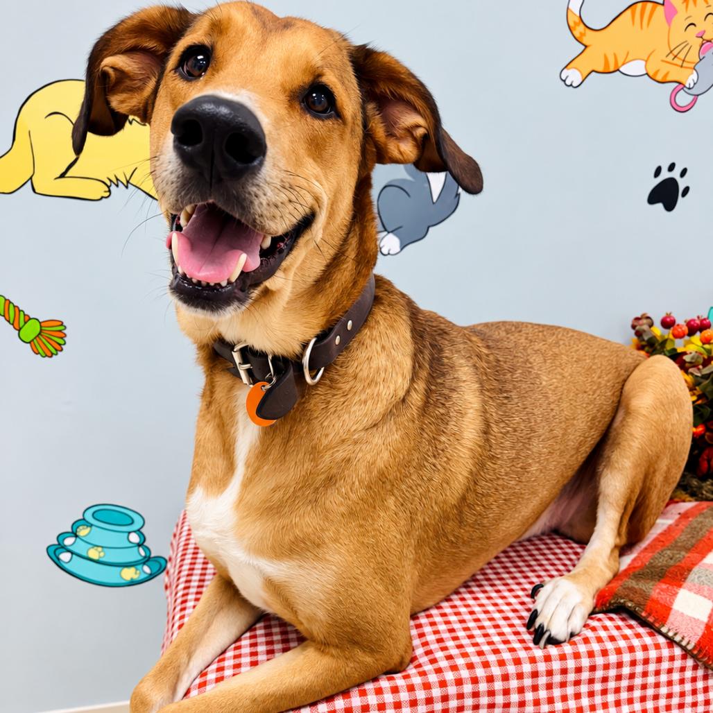 Pancake, Adoptable, Adult Female Great Pyrenees & Doberman Pinscher.