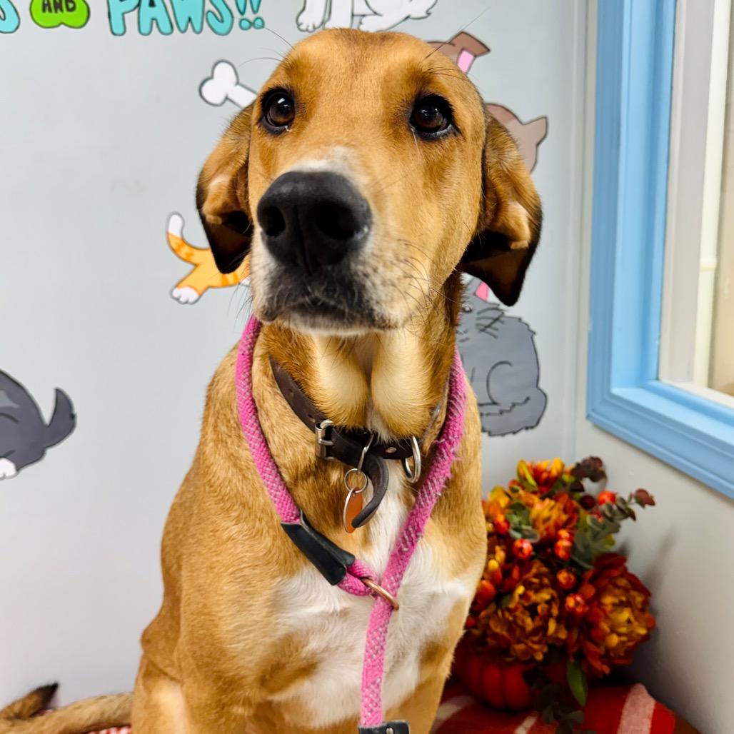 Enlarge Pancake, a Adoptable mixed breed in Lebanon, MO image 2/4
