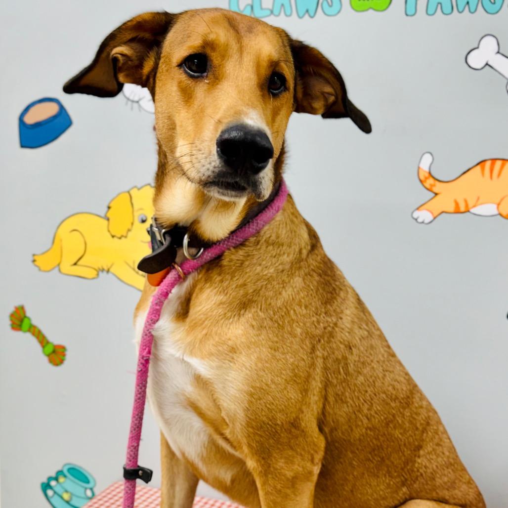 Enlarge Pancake, a Adoptable mixed breed in Lebanon, MO image 3/4