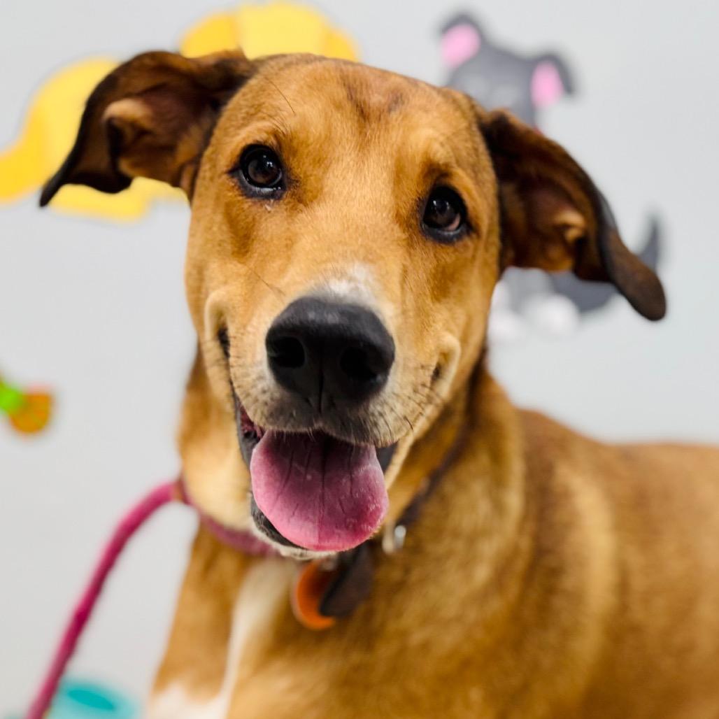 Enlarge Pancake, a Adoptable mixed breed in Lebanon, MO image 4/4