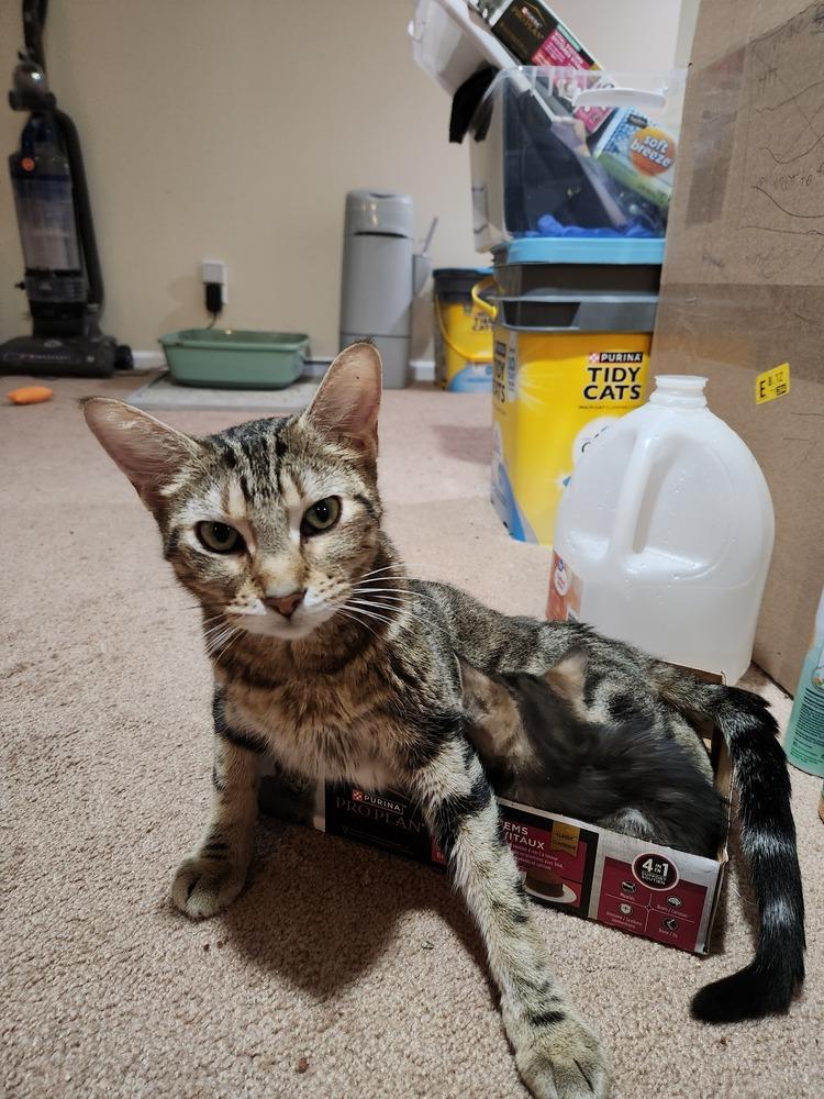 Sara Lee, Adoptable, Young Female Domestic Short Hair.