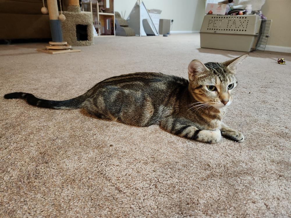 Enlarge Sara Lee, a Adoptable Domestic Short Hair in Wheaton, IL image 3/6