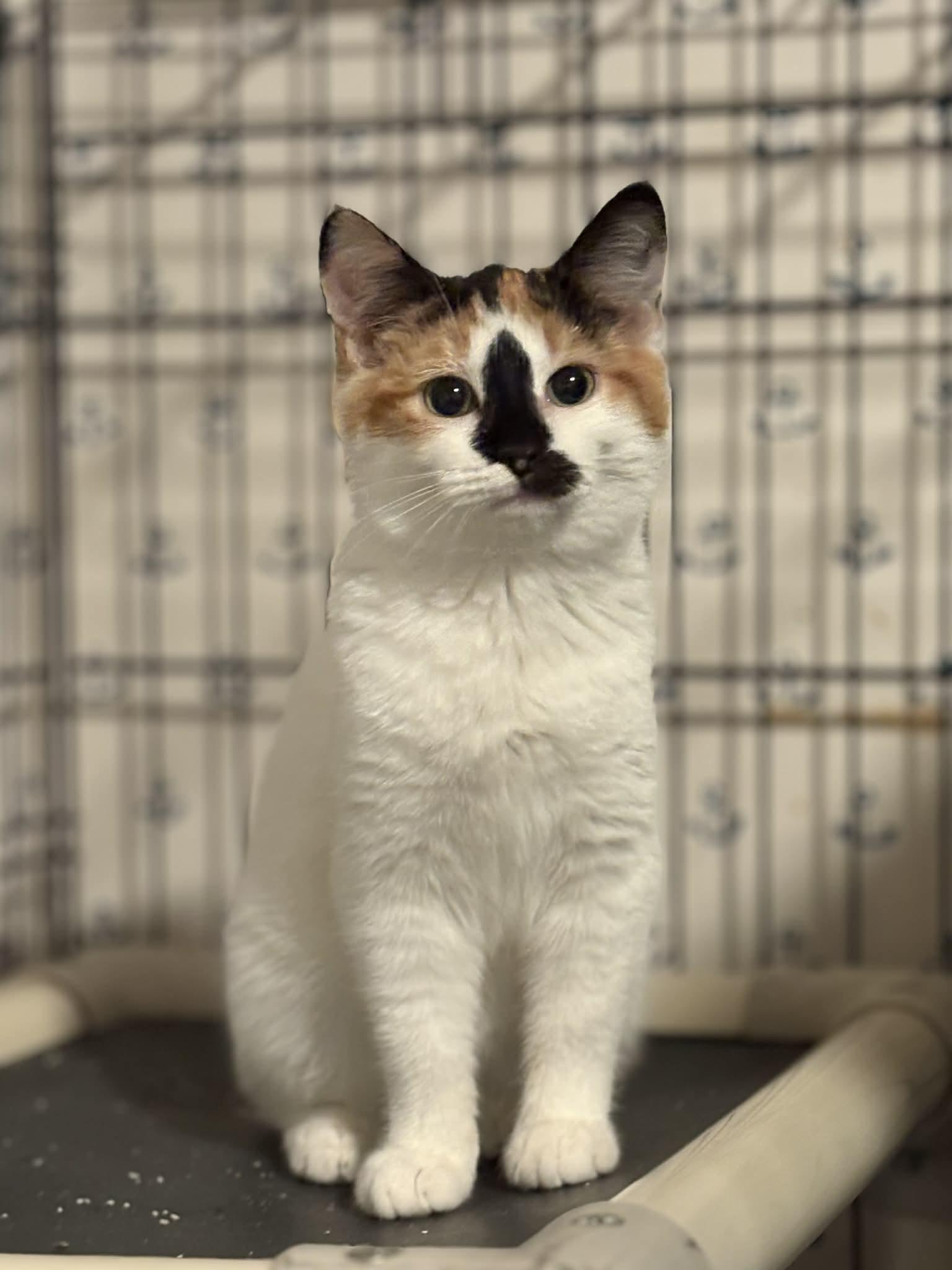 Enlarge Gabby (Debra-fostered in TN), a Adoptable mixed breed in Brooklyn, CT image 6/6