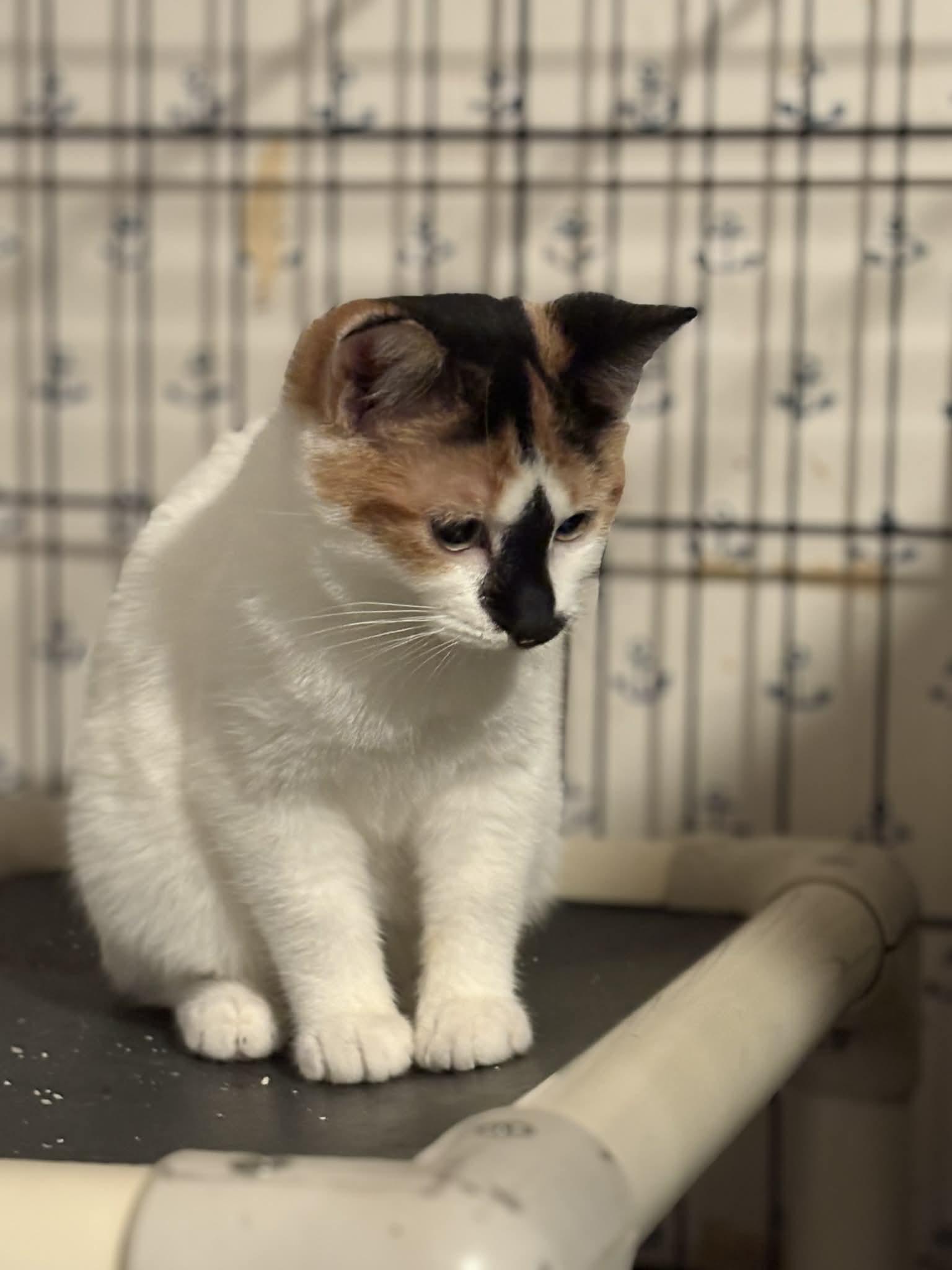 Enlarge Gabby (Debra-fostered in TN), a Adoptable mixed breed in Brooklyn, CT image 3/6