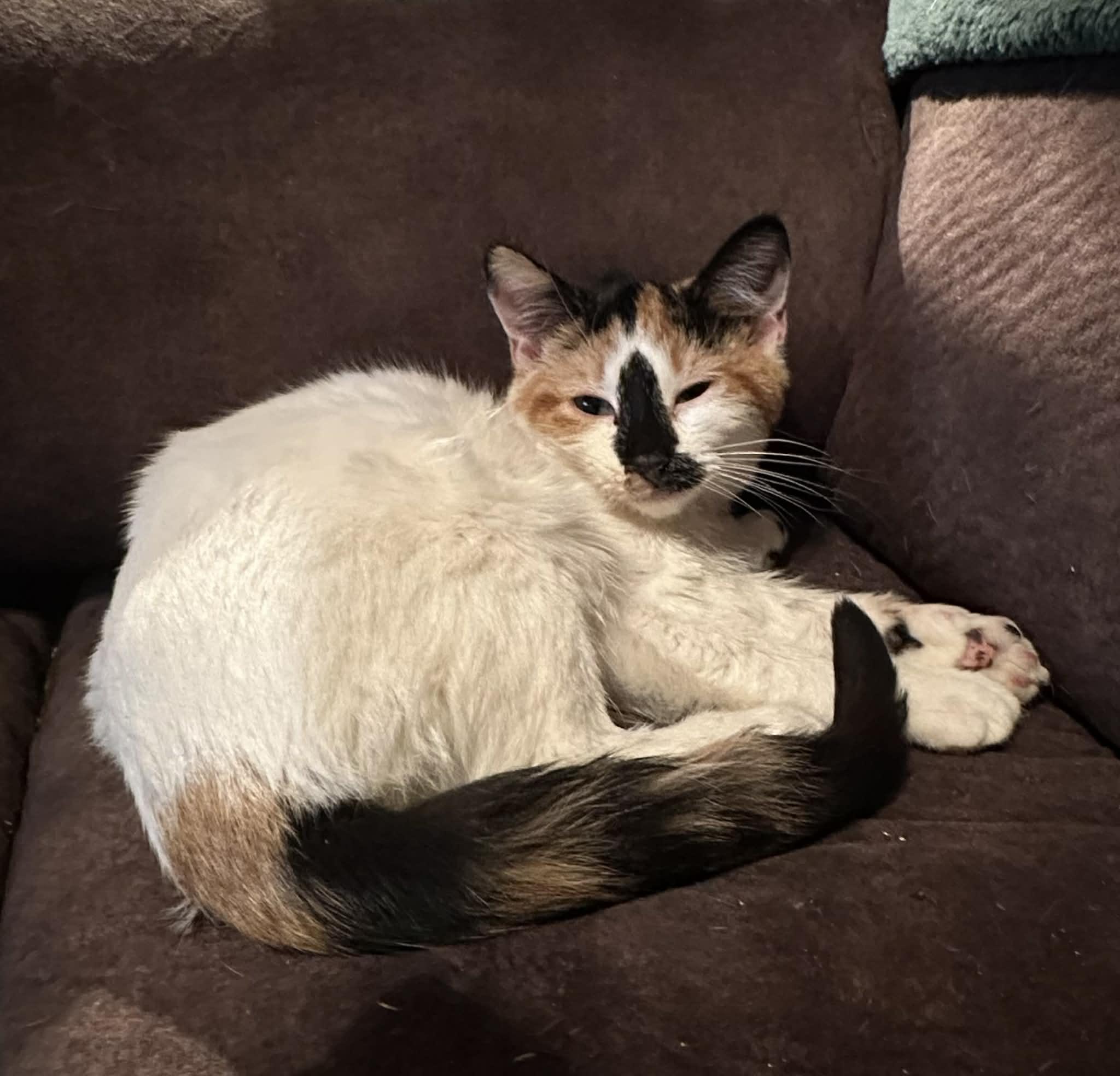 Enlarge Gabby (Debra-fostered in TN), a Adoptable mixed breed in Brooklyn, CT image 2/6