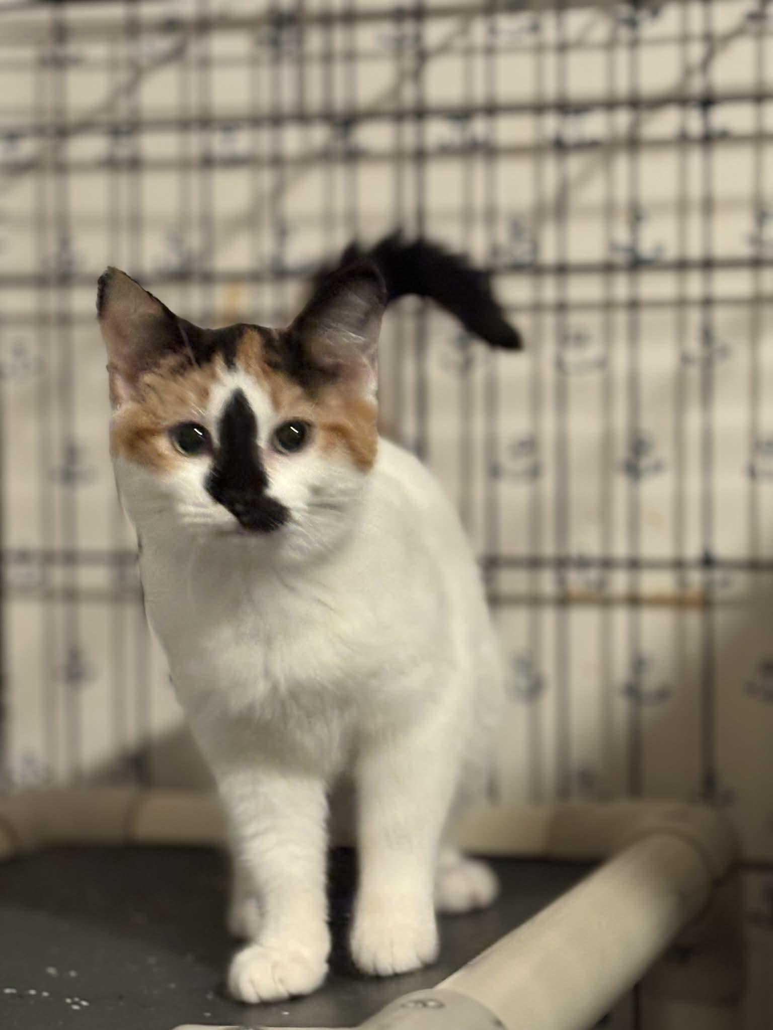 Enlarge Gabby (Debra-fostered in TN), a Adoptable mixed breed in Brooklyn, CT image 1/6