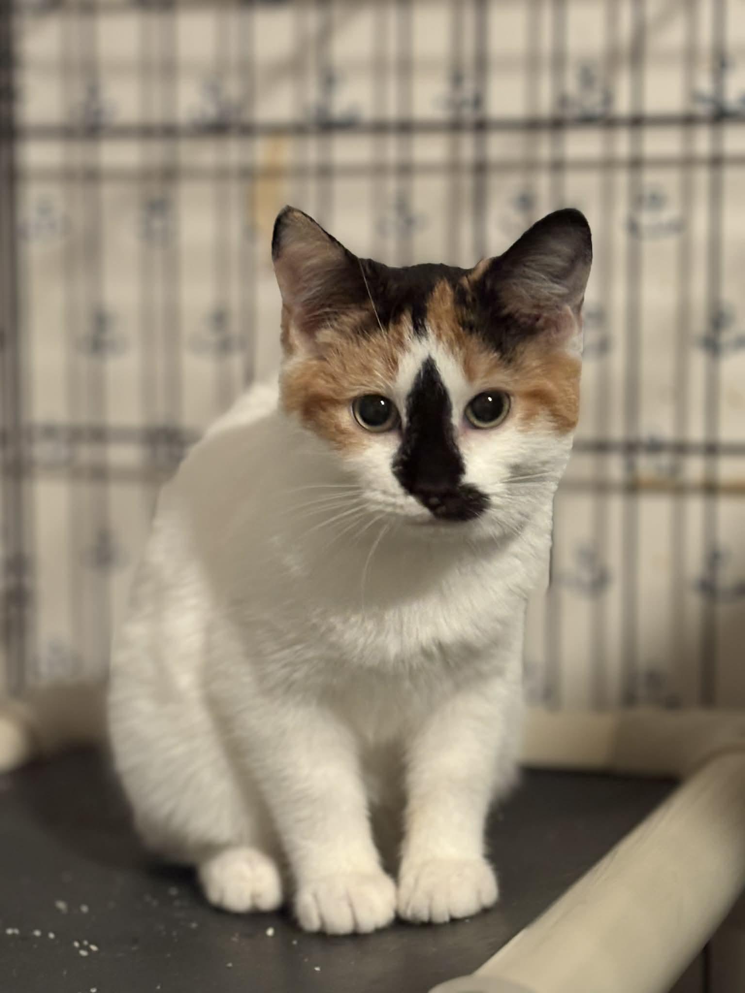 Enlarge Gabby (Debra-fostered in TN), a Adoptable mixed breed in Brooklyn, CT image 5/6