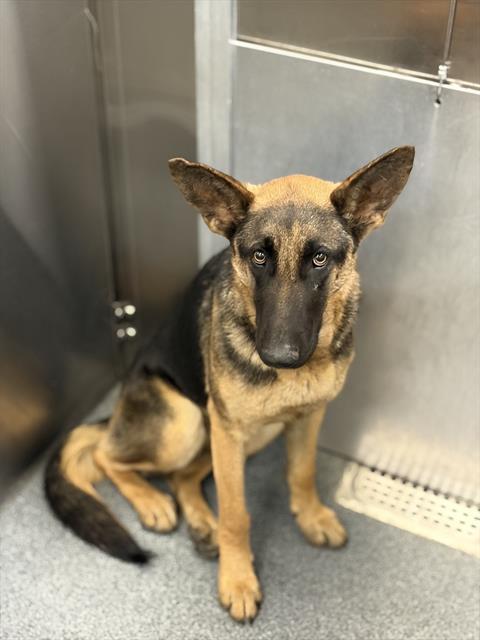 LUZON — thumbnail 2