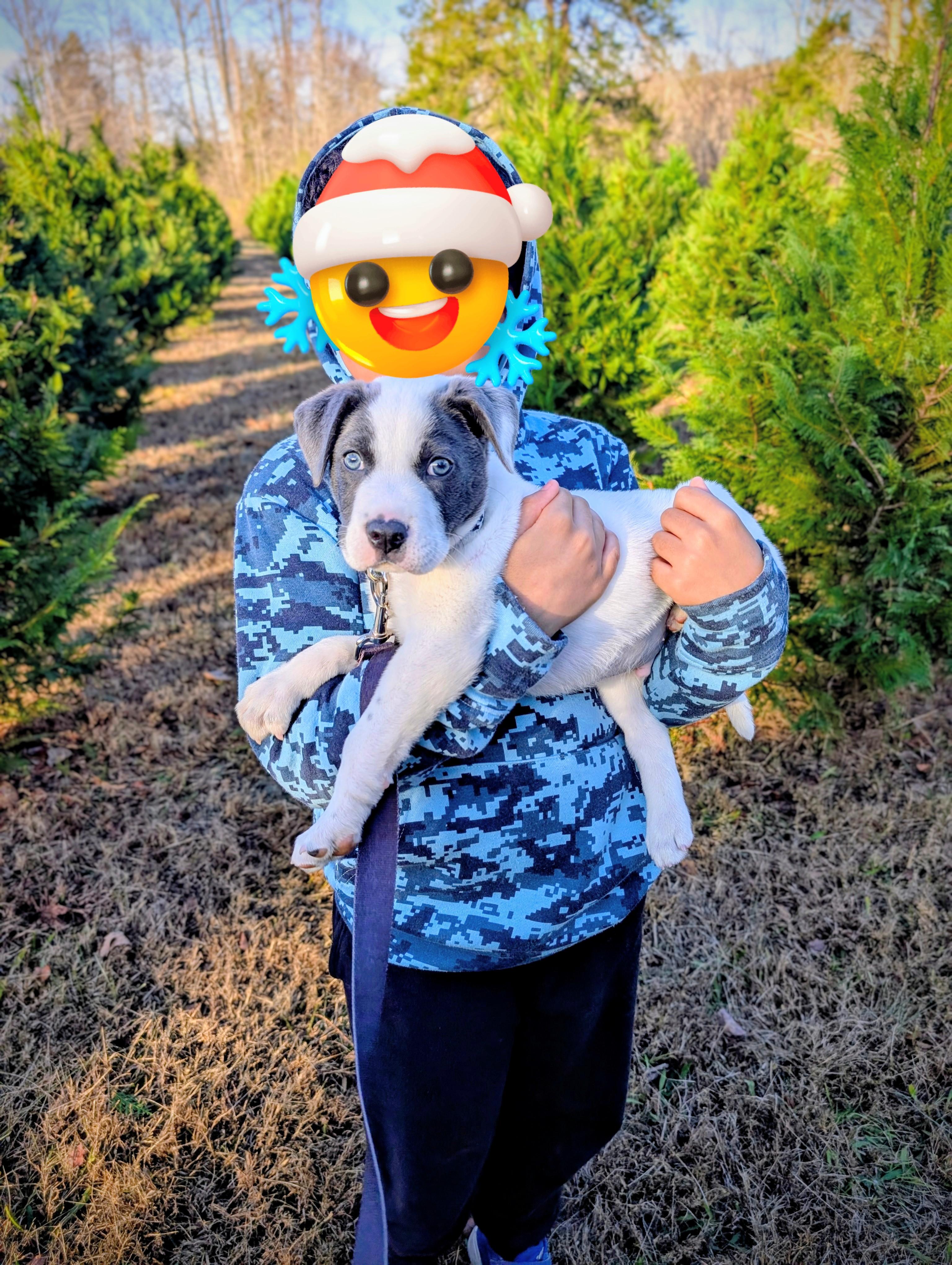 OREO CHEESECAKE, Adoptable, Puppy Male Mixed Breed.