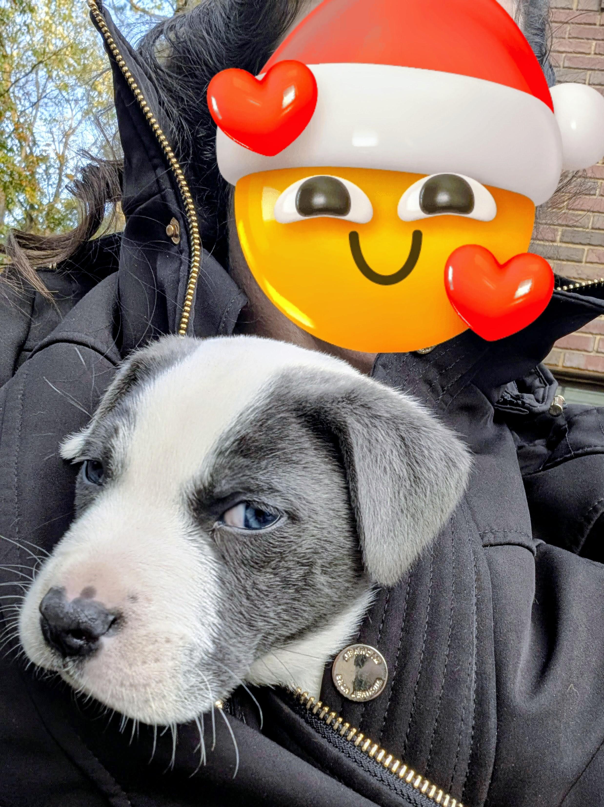 OREO CHEESECAKE, a Adoptable Mixed Breed in Caribou, ME image 3/6