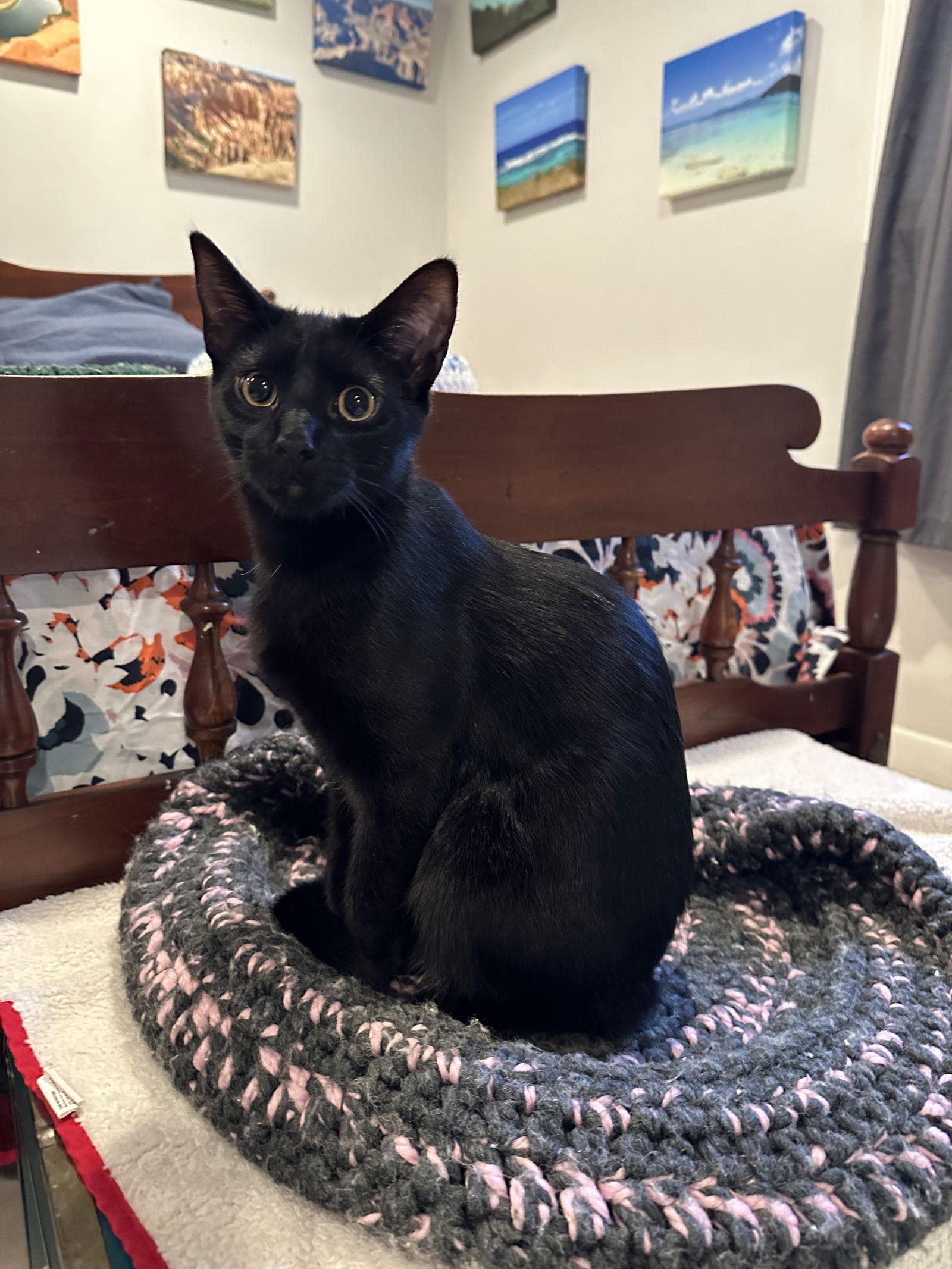 Enlarge Chuckie - KITTEN l, a Adoptable Domestic Short Hair in Alexandria, VA image 1/1