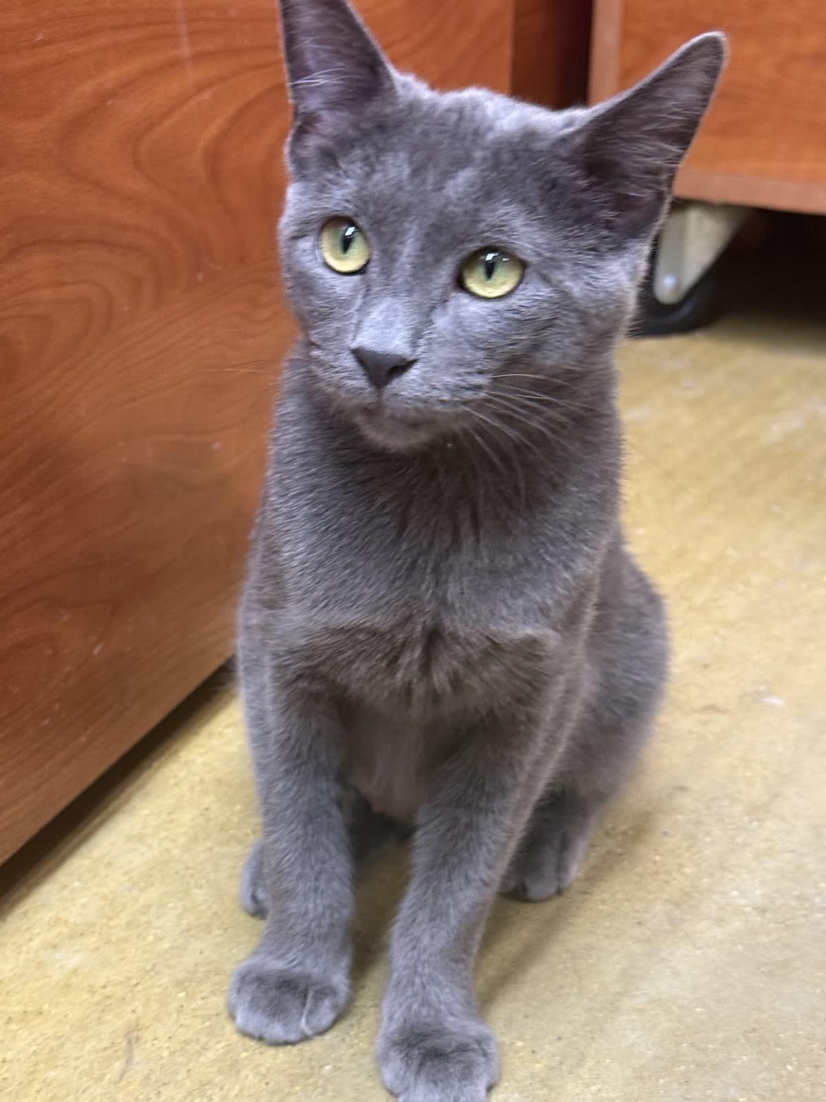 Enlarge Citgo, an adopted Domestic Short Hair in Mokena, IL image 1/3