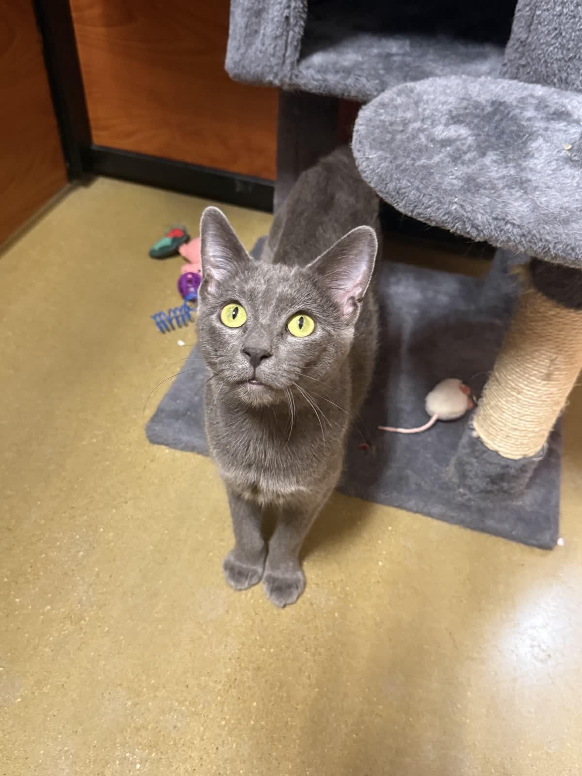 Enlarge Citgo, an adopted Domestic Short Hair in Mokena, IL image 2/3