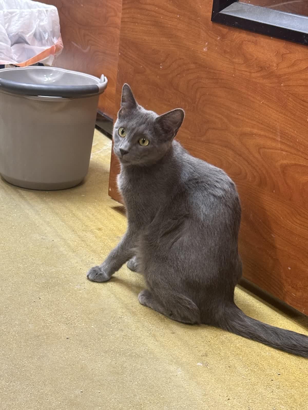Enlarge Citgo, an adopted Domestic Short Hair in Mokena, IL image 3/3