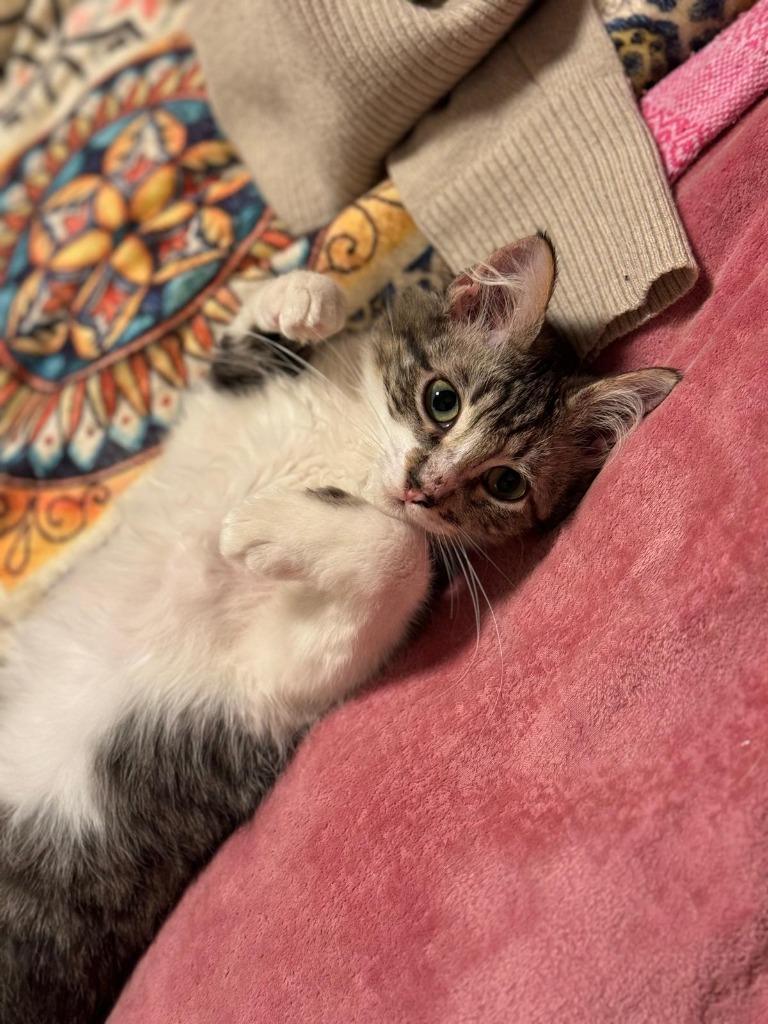 Enlarge Puma, a Adoptable Maine Coon in HUNTINGTON BEACH, CA image 1/4