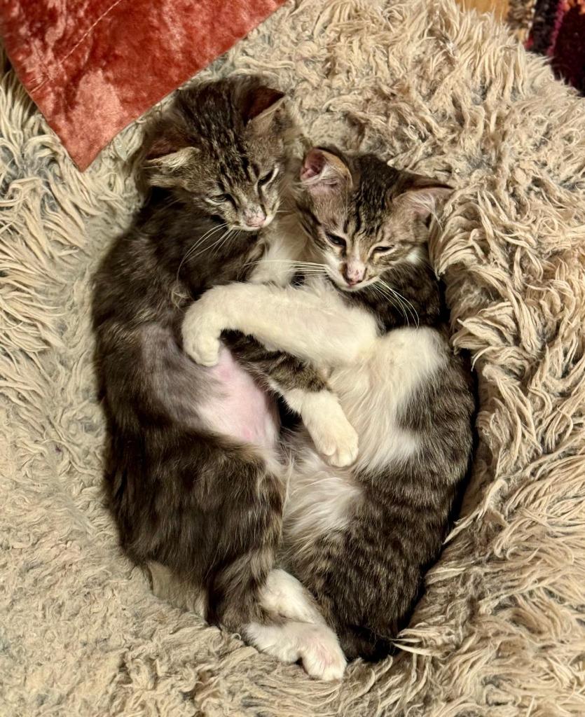 Enlarge Puma, a Adoptable Maine Coon in HUNTINGTON BEACH, CA image 2/4