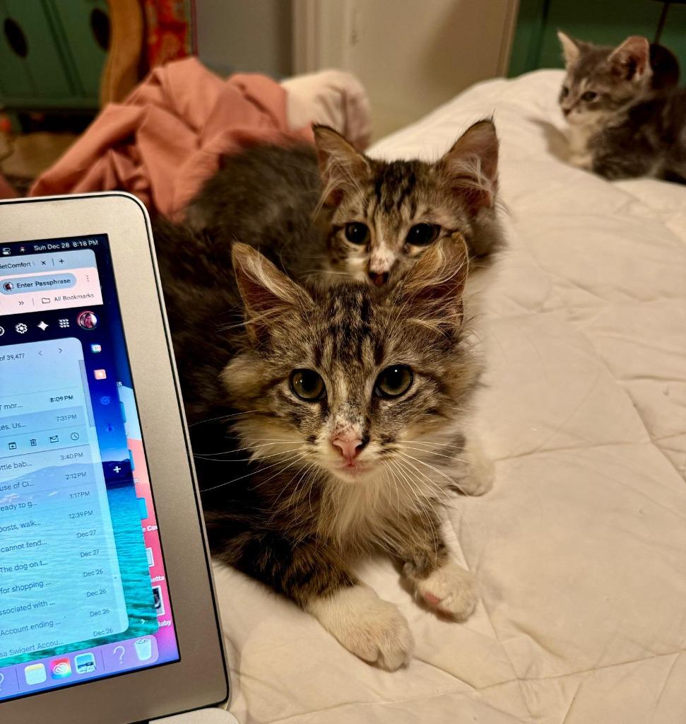 Enlarge Puma, a Adoptable Maine Coon in HUNTINGTON BEACH, CA image 3/4