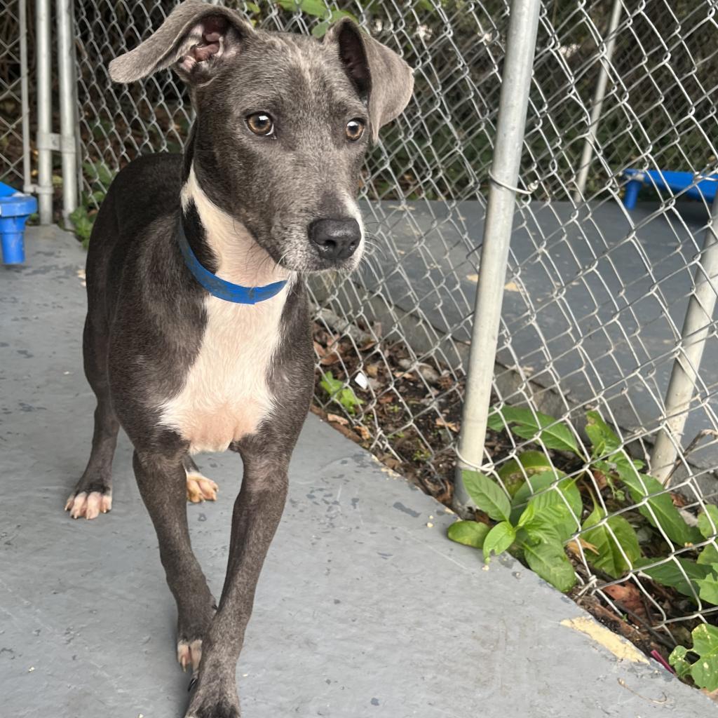 Enlarge Aqua, a Adoptable mixed breed in Lindenwold, NJ image 1/1