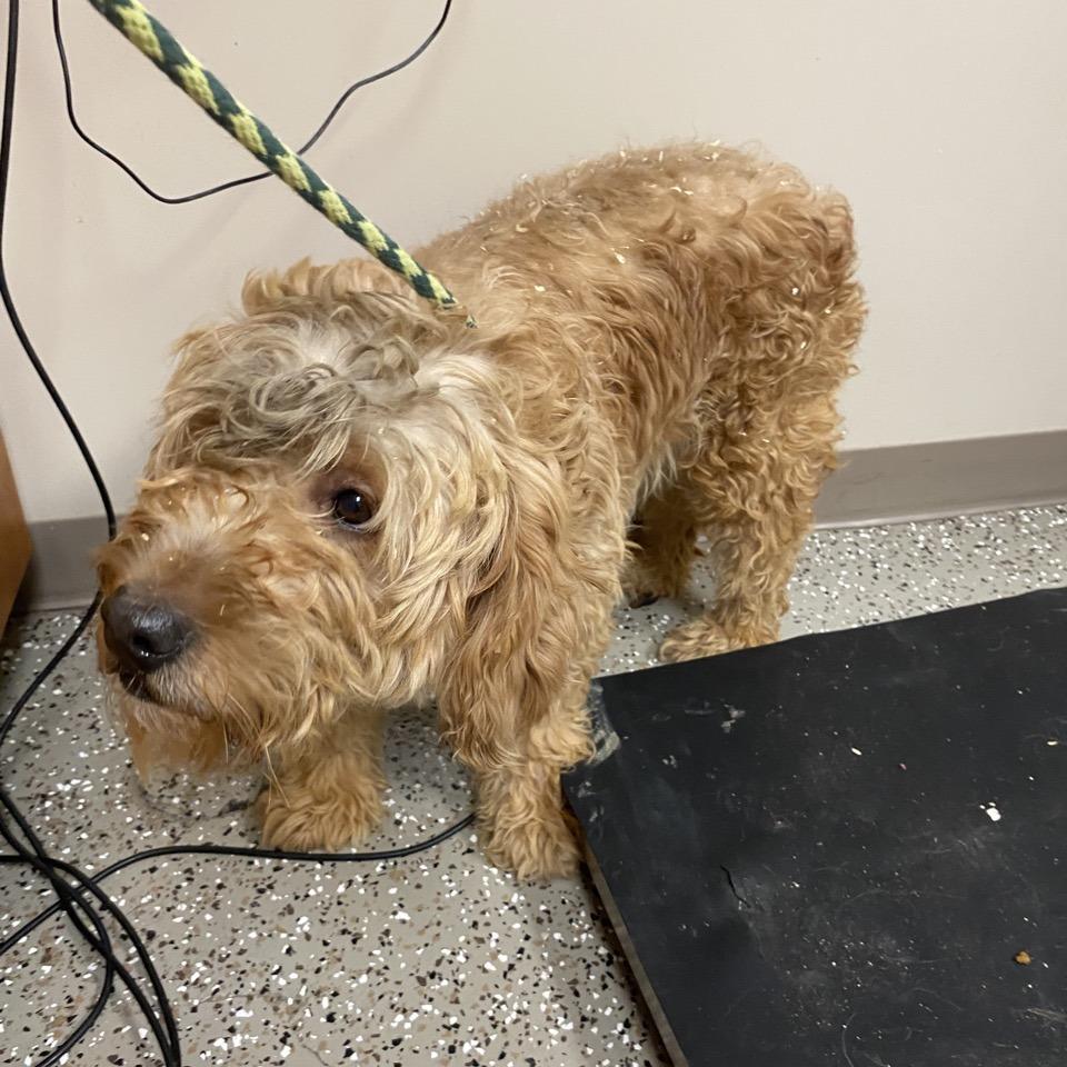 Josie, Adoptable, Senior Female Golden Retriever & Miniature Poodle.