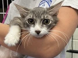 Enlarge BLANKIE, a Adoptable Domestic Medium Hair in Pensacola, FL image 1/1