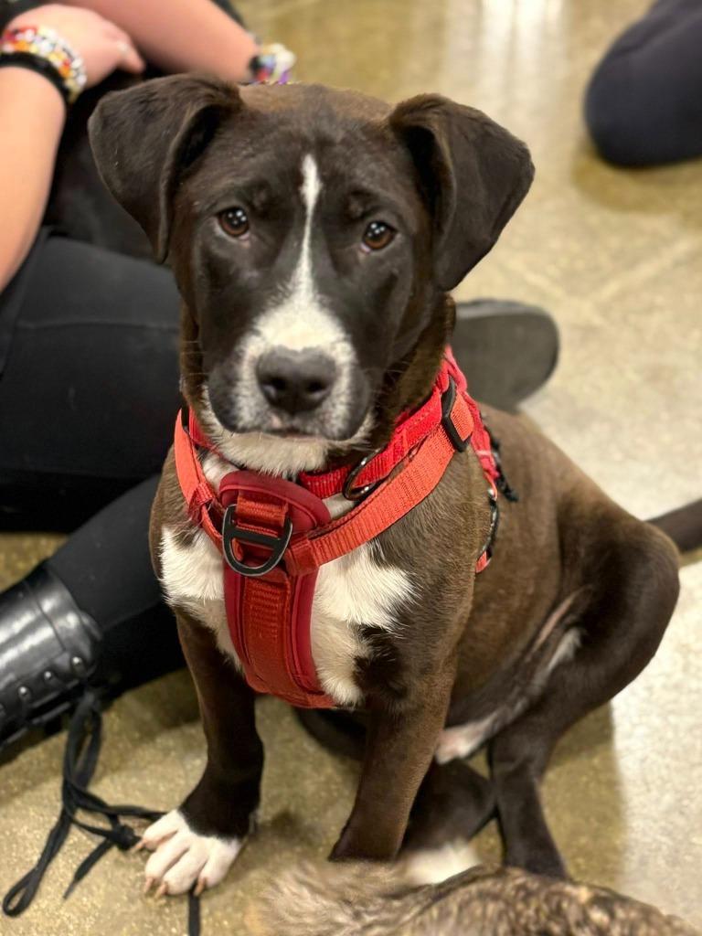 Kacey, Adoptable, Young Male Mixed Breed.