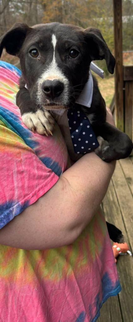 Enlarge Kacey, a Adoptable mixed breed in sun prairie, WI image 2/2