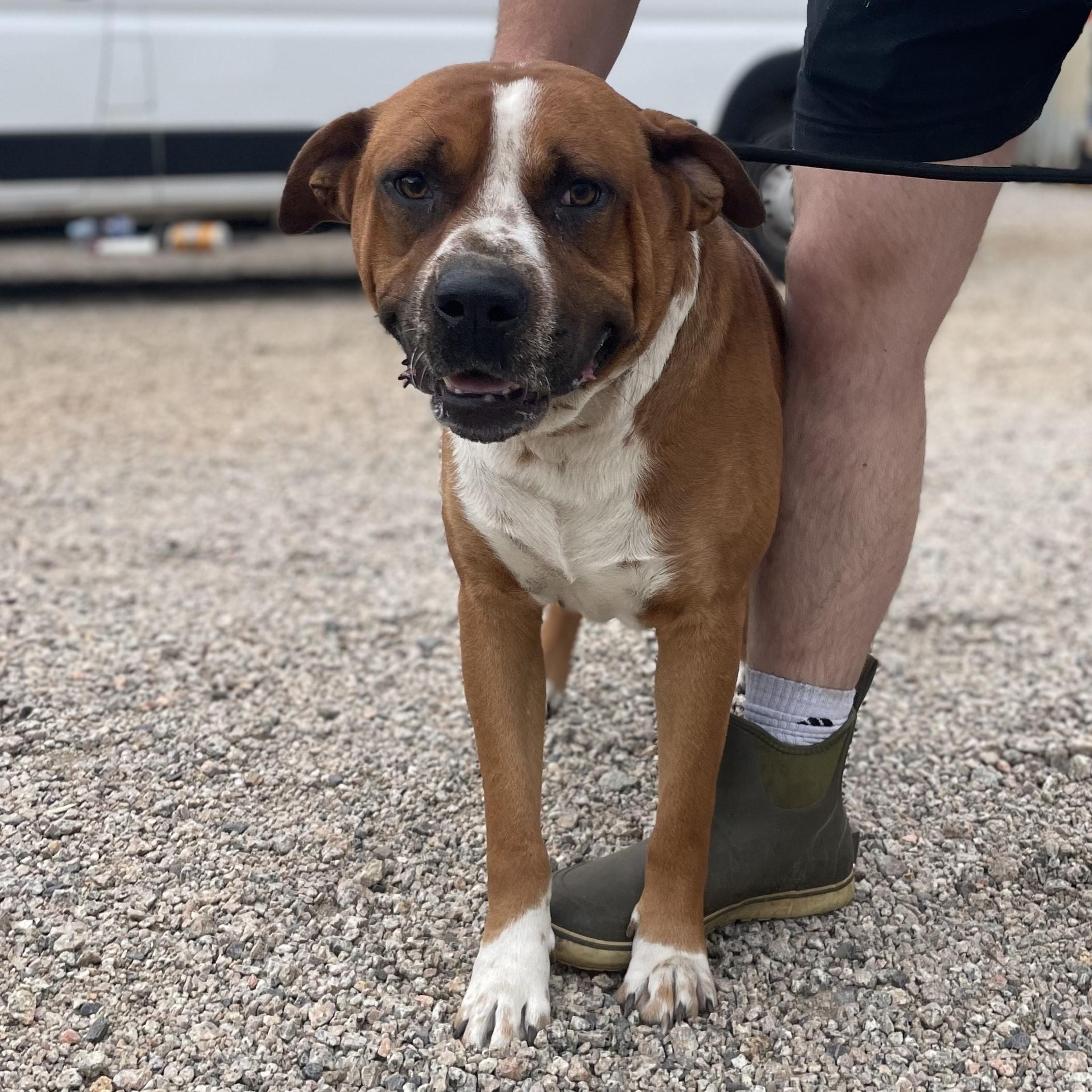 Beaux, a Adoptable mixed breed in Washington, DC image 2/5