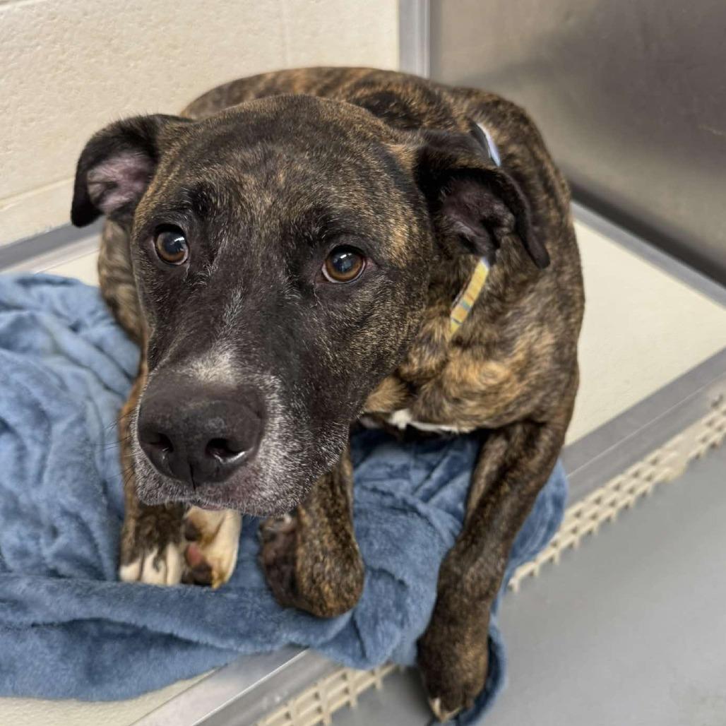 Enlarge Brutus, a Adoptable Mountain Cur in Rocky Mount, VA image 1/2