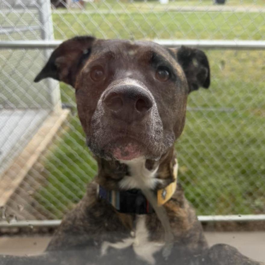 Enlarge Brutus, a Adoptable Mountain Cur in Rocky Mount, VA image 2/2
