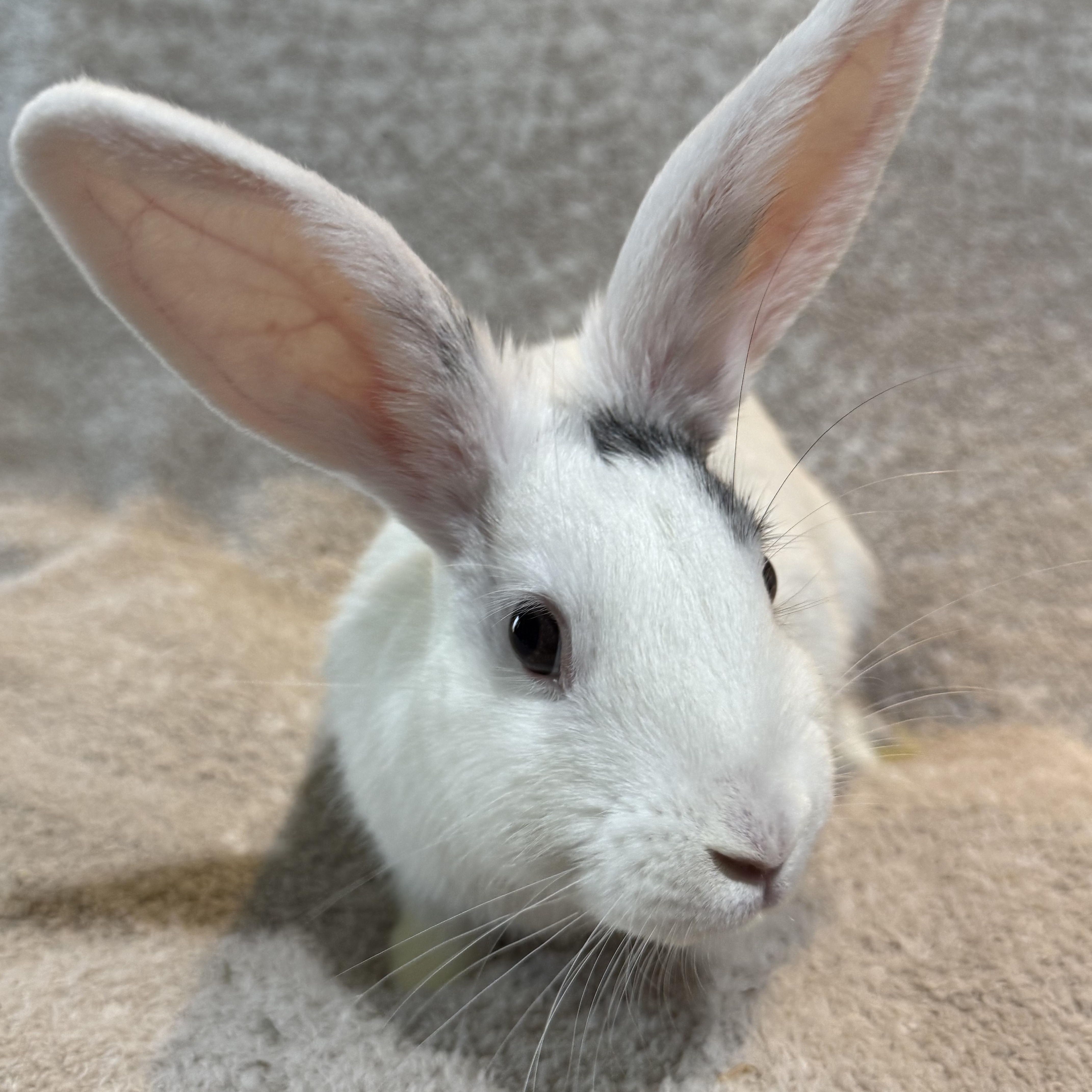 Enlarge Linguini , a ADOPTABLE New Zealand in St. Charles, MO image 3/5