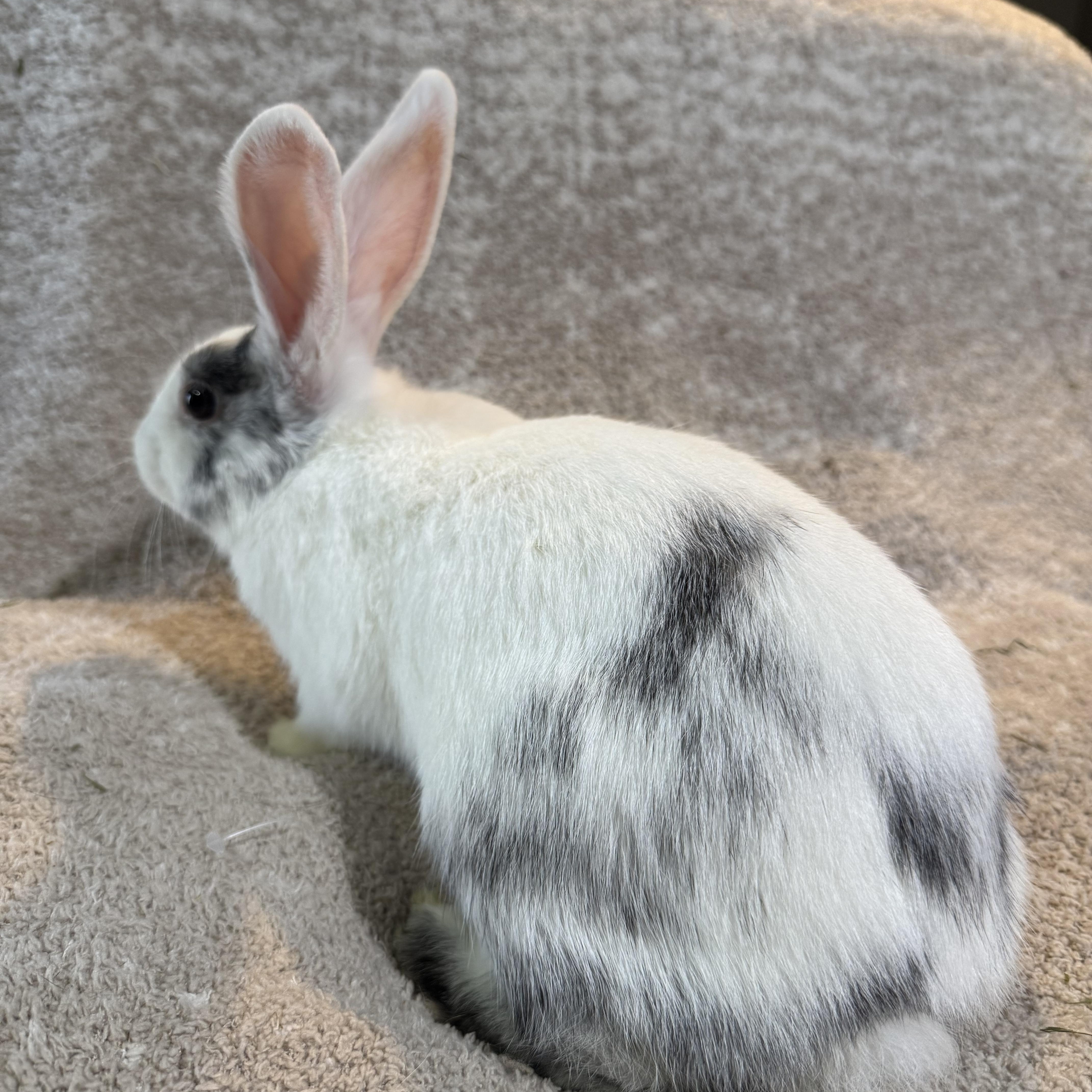 Enlarge Linguini , a ADOPTABLE New Zealand in St. Charles, MO image 5/5