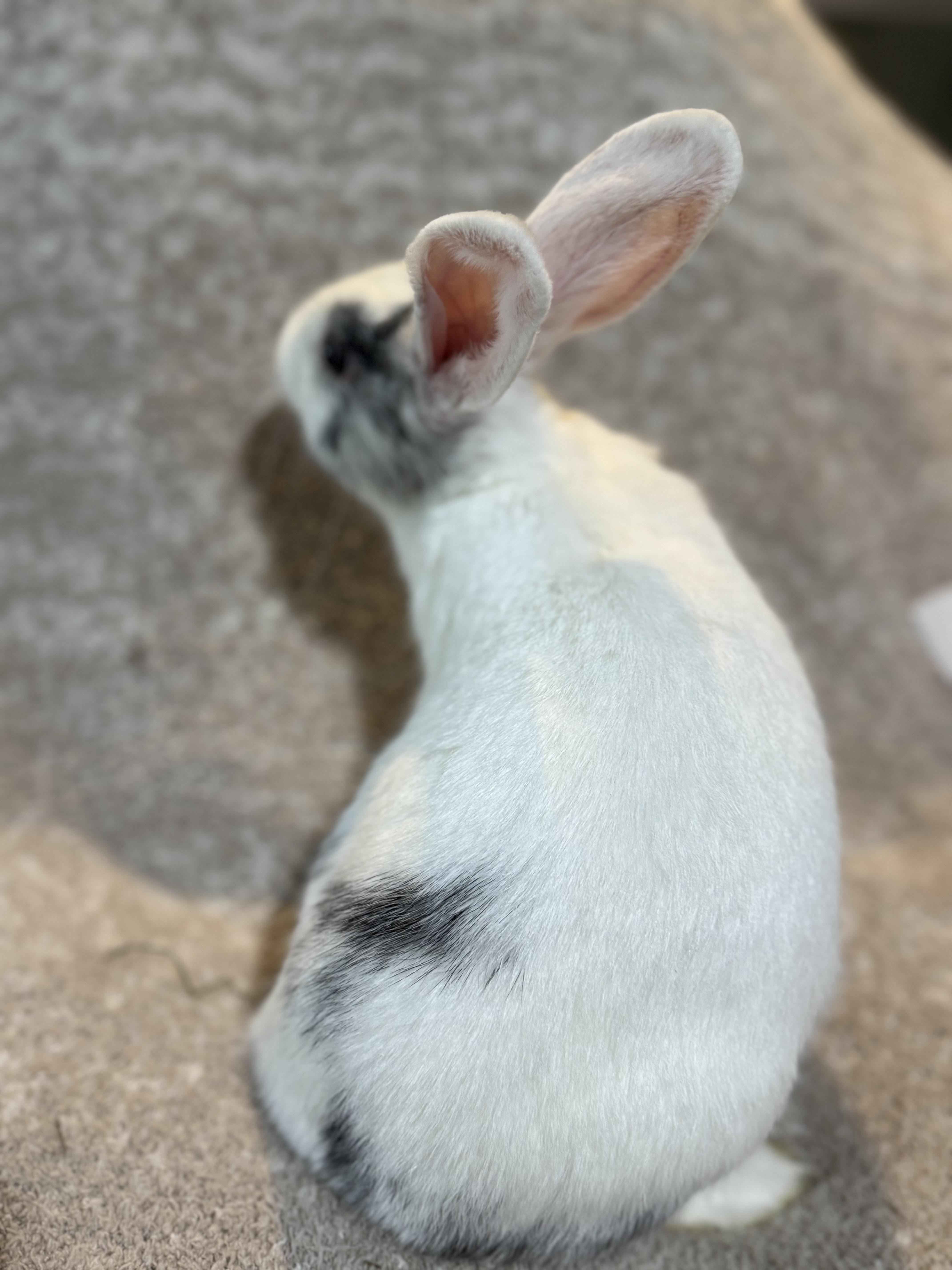 Enlarge Linguini , a ADOPTABLE New Zealand in St. Charles, MO image 2/5