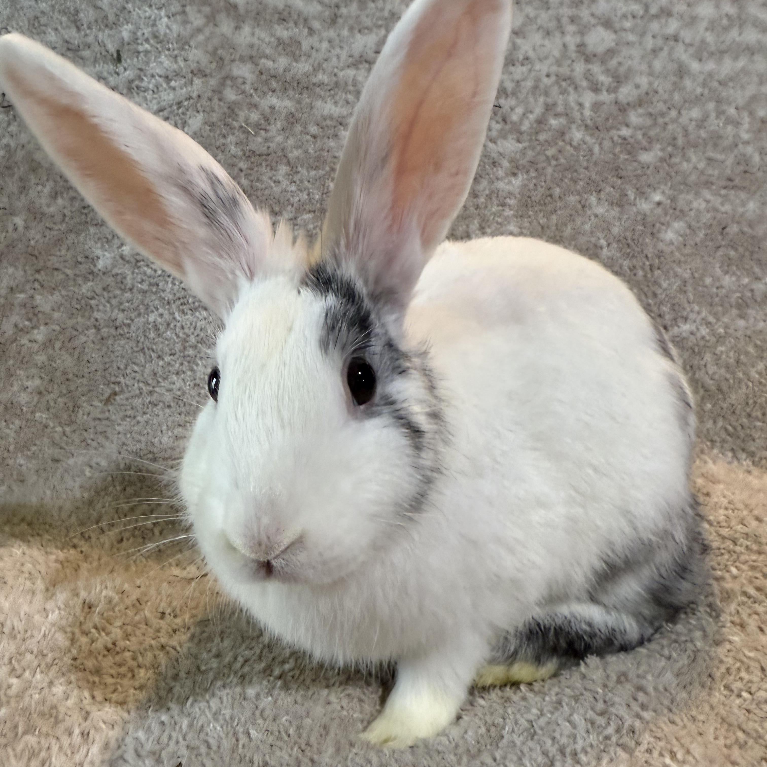 Enlarge Linguini , a ADOPTABLE New Zealand in St. Charles, MO image 4/5