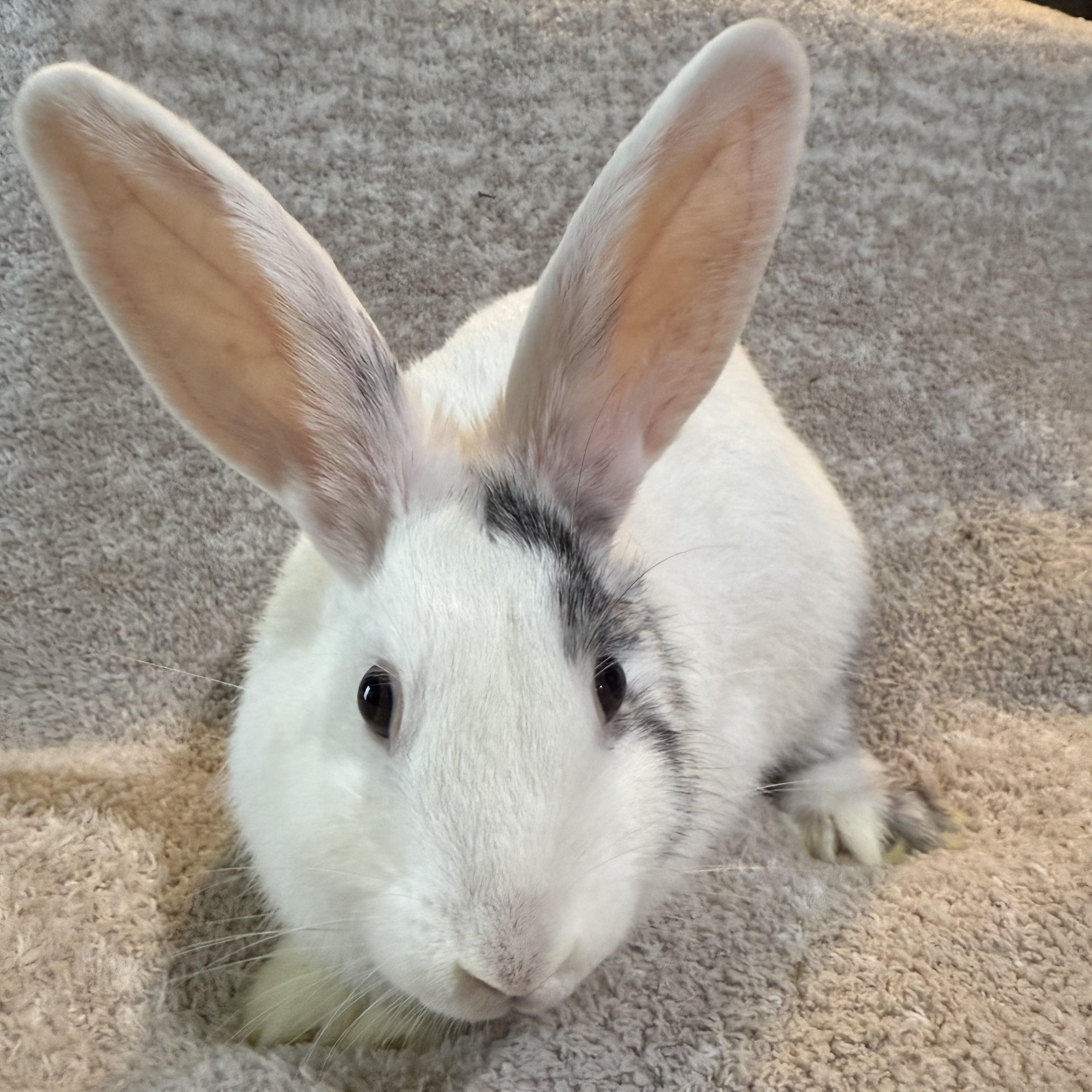 Enlarge Linguini , a ADOPTABLE New Zealand in St. Charles, MO image 1/5