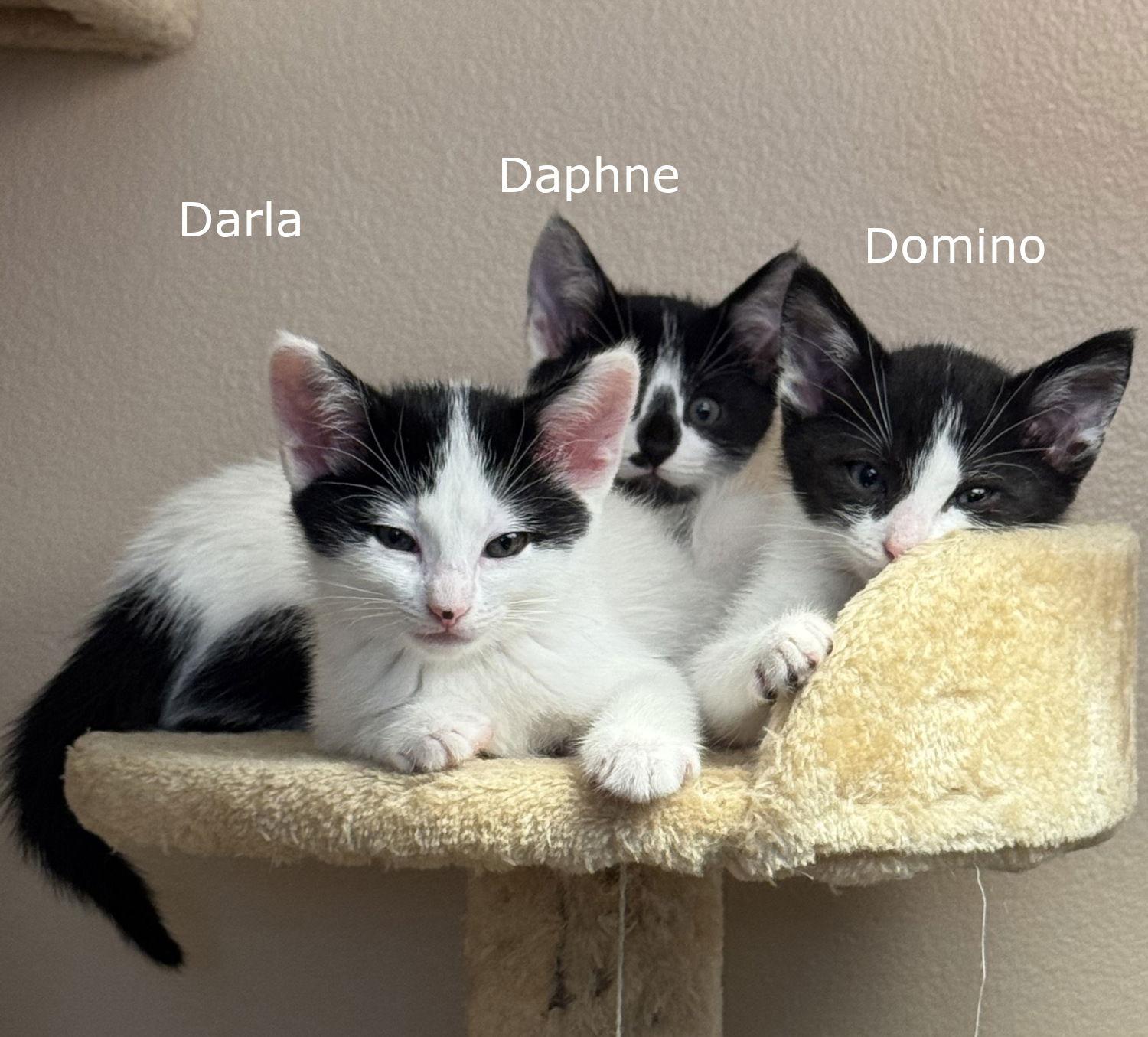Darla, Adopted, Kitten Female Domestic Short Hair.