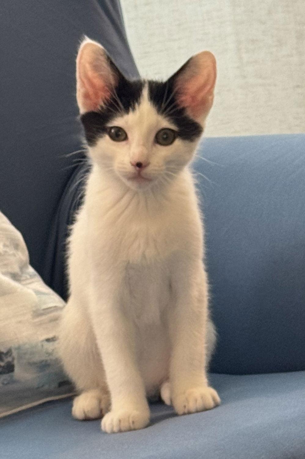 Darla, Adopted, Kitten Female Domestic Short Hair.