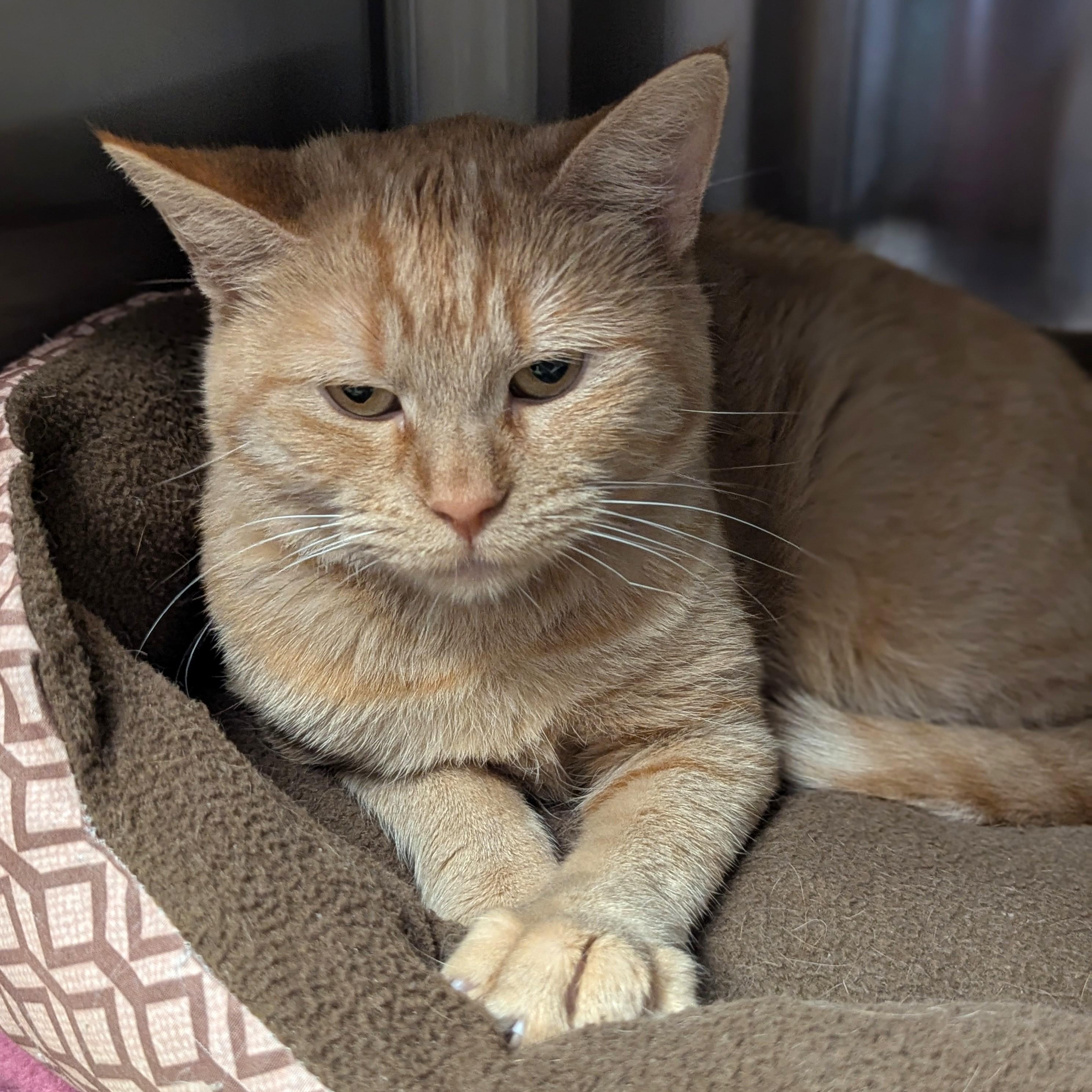 Enlarge MARMALADE, a Adoptable Domestic Short Hair in La Crescent, MN image 3/5
