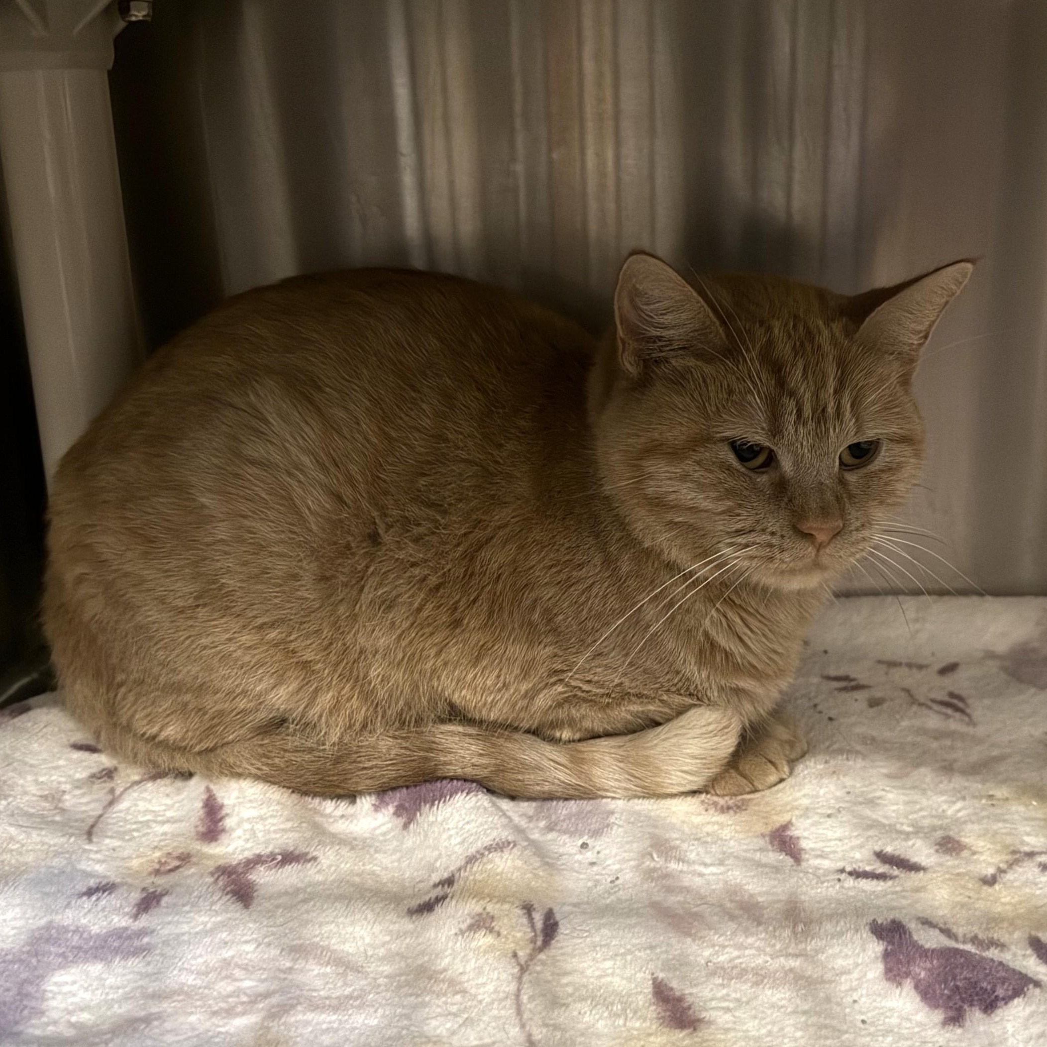 Enlarge MARMALADE, a Adoptable Domestic Short Hair in La Crescent, MN image 5/5