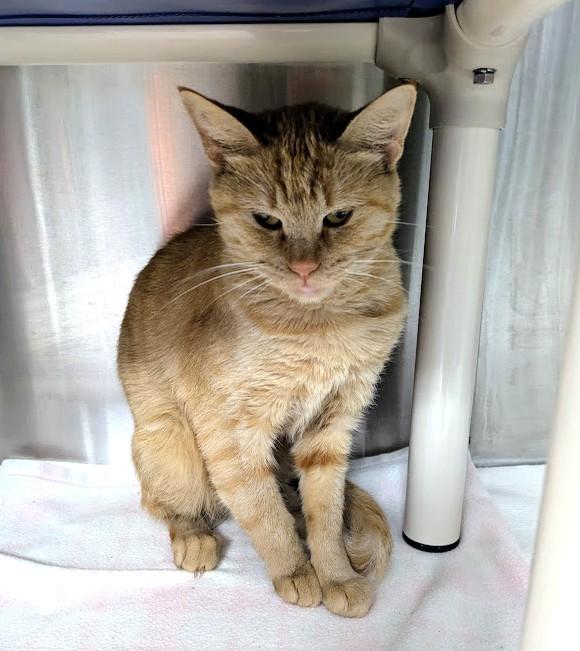 Enlarge MARMALADE, a Adoptable Domestic Short Hair in La Crescent, MN image 6/6
