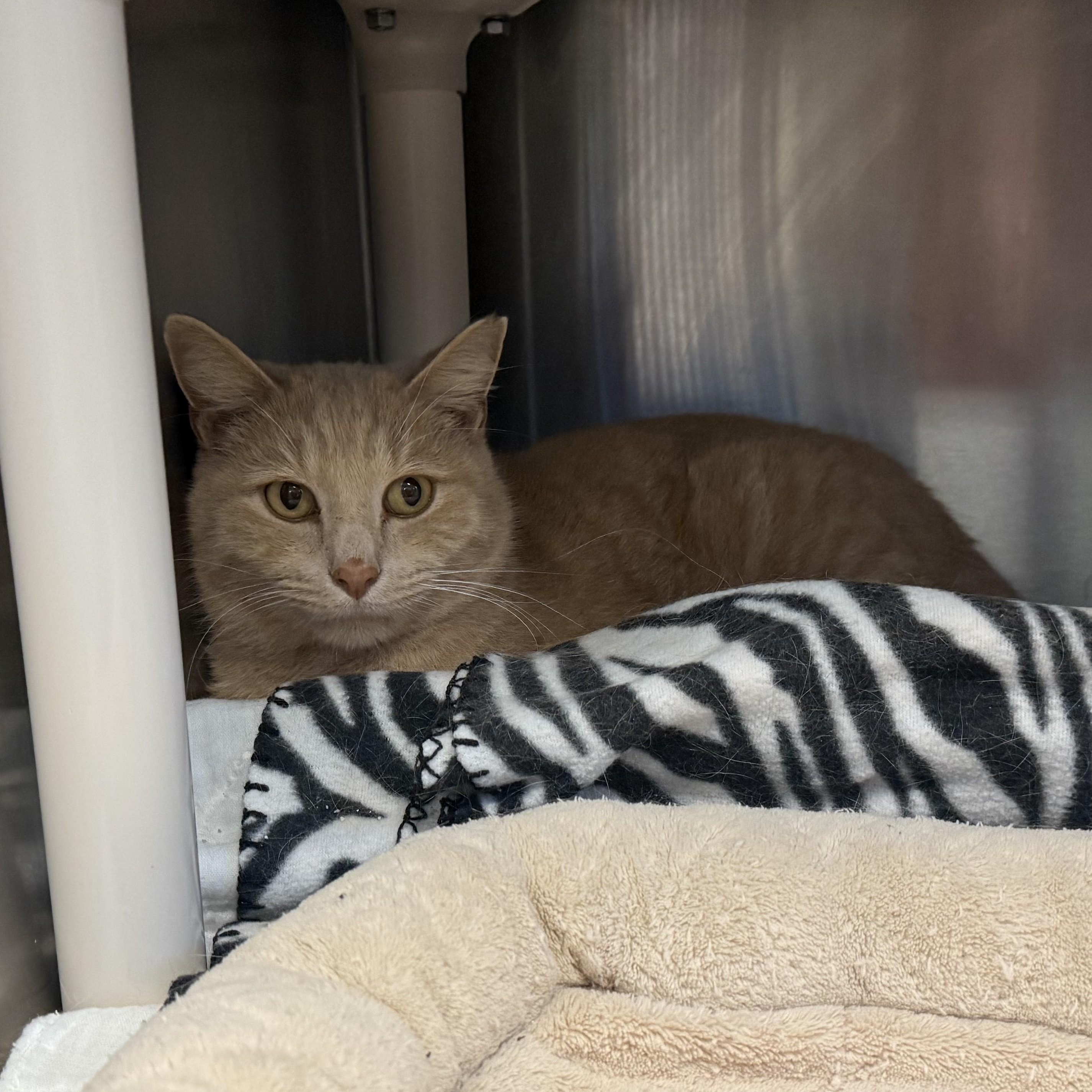 Enlarge MARMALADE, a Adoptable Domestic Short Hair in La Crescent, MN image 4/5