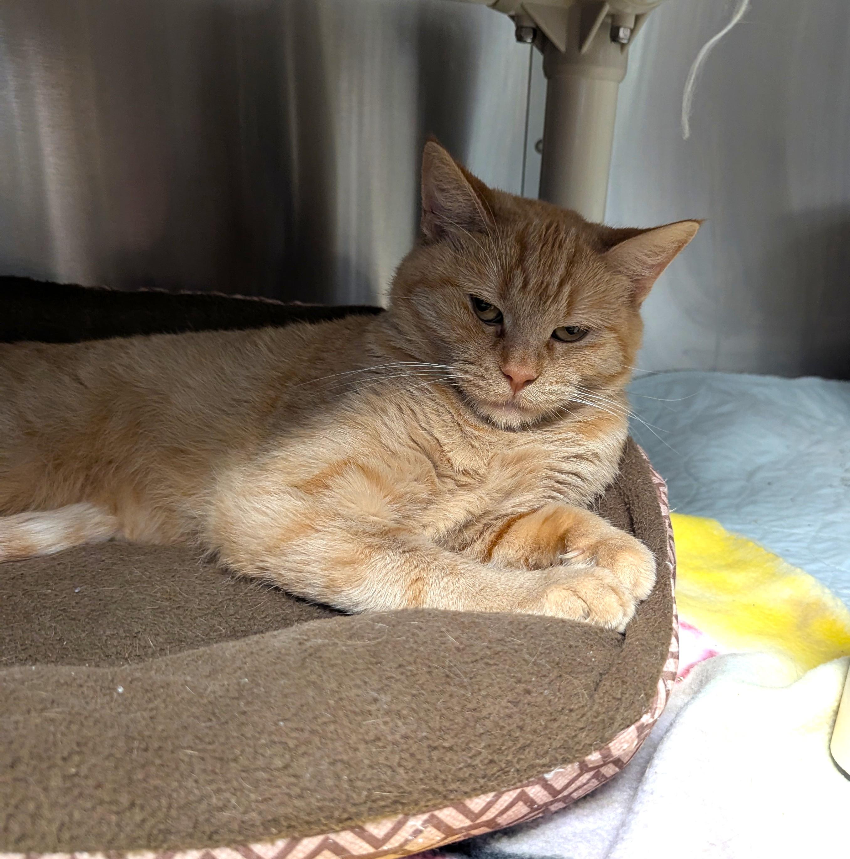Enlarge MARMALADE, a Adoptable Domestic Short Hair in La Crescent, MN image 2/5